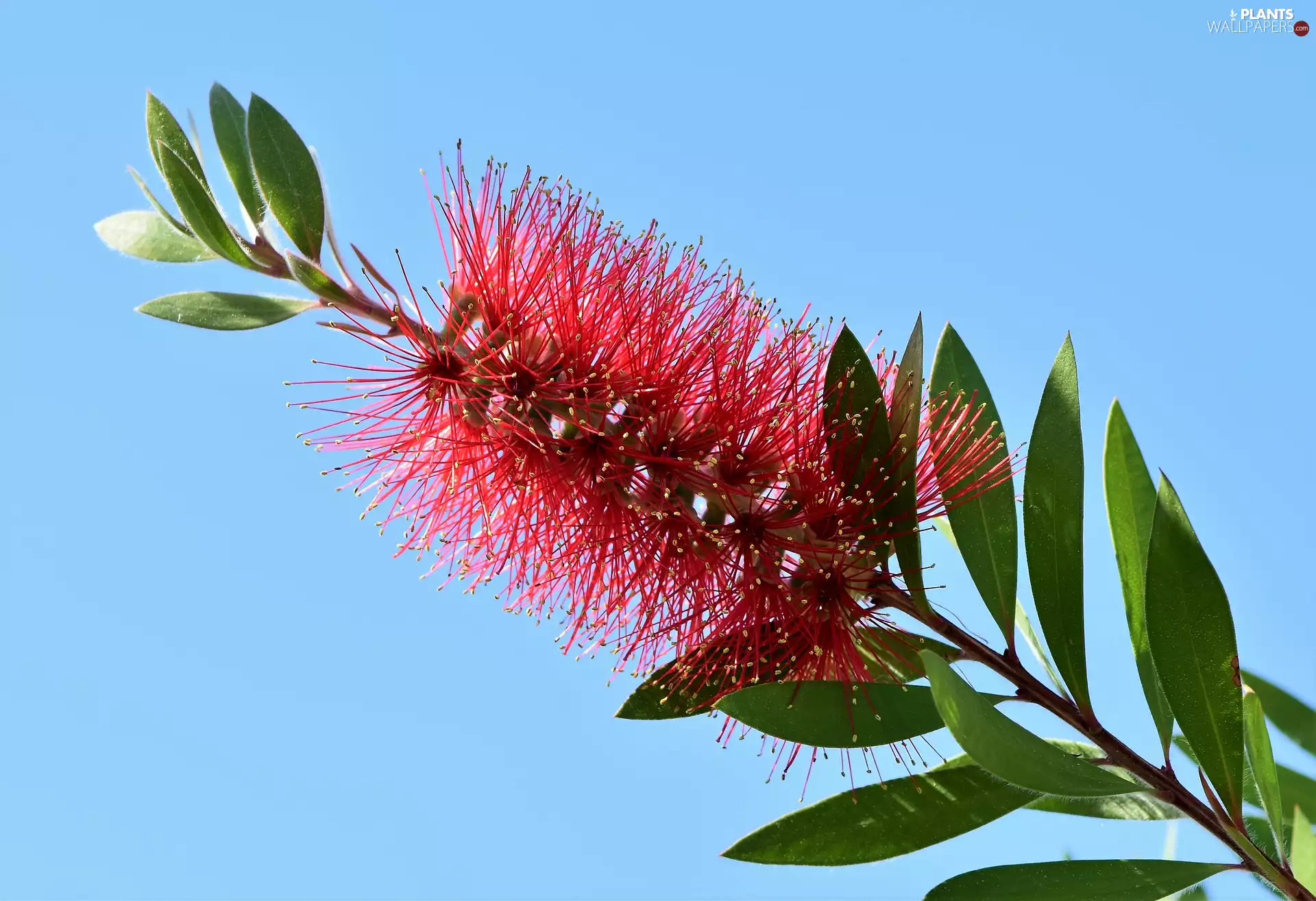 Colourfull Flowers, Leaf, Crimson Bottlebrush, stalk