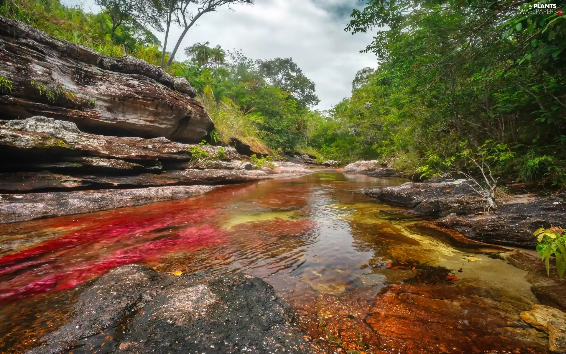The most beautiful, Cano, world, Colombia, River, Cristales