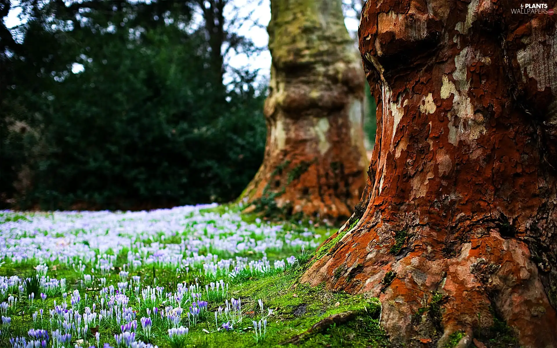 crocuses, trees, trunk