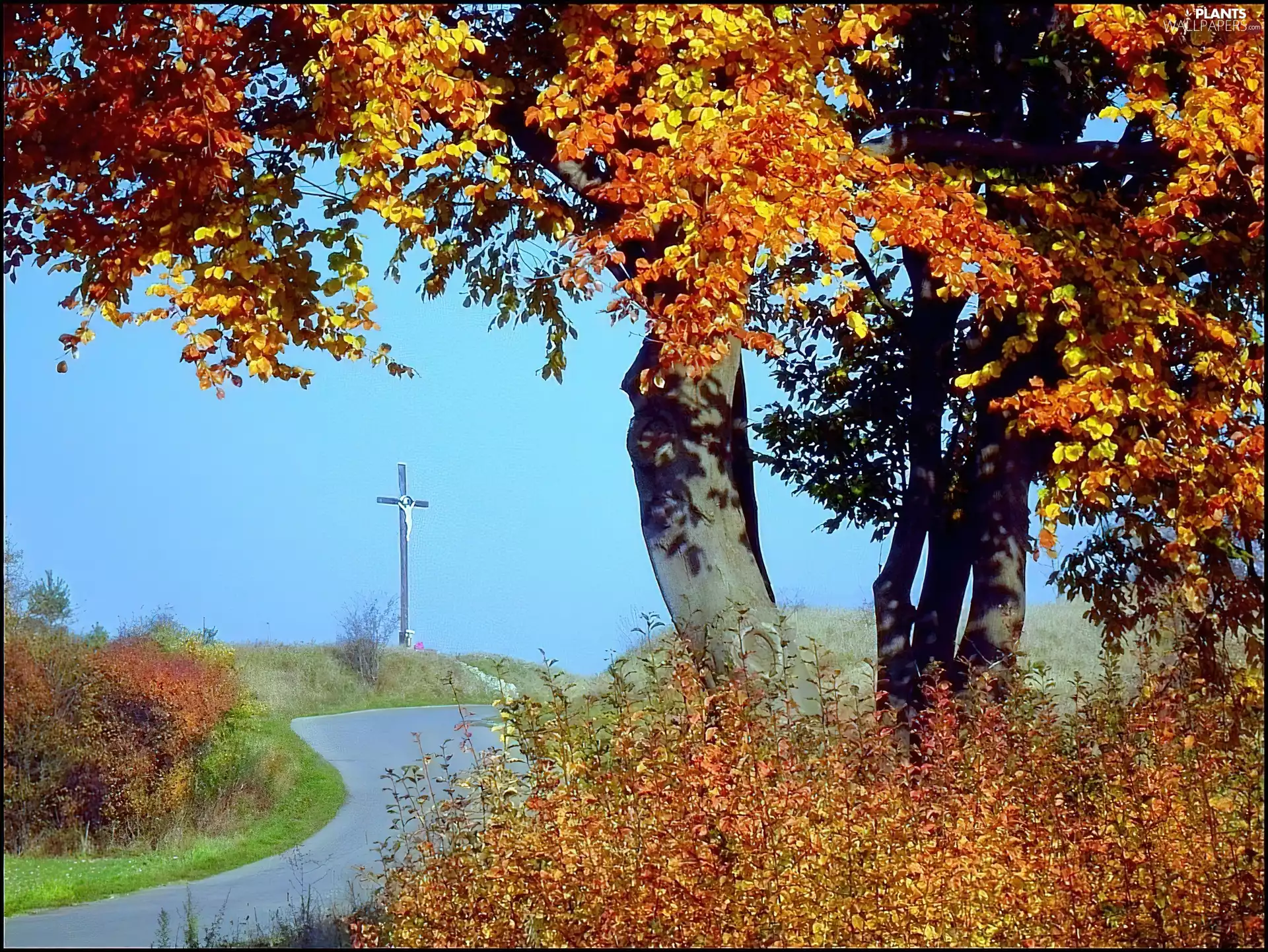 viewes, autumn, Way, Cross, Leaf, trees