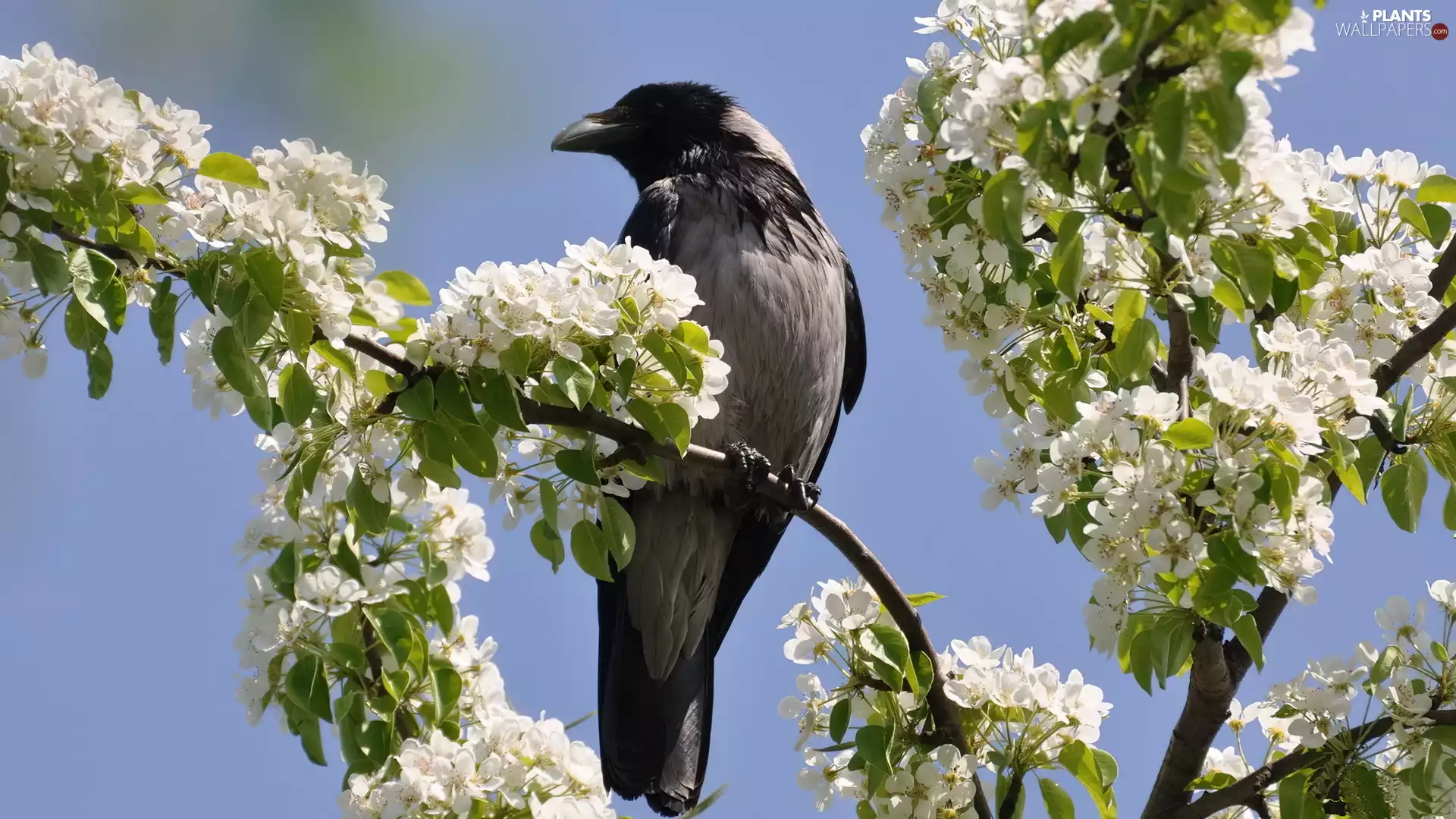 black, flourishing, trees, crow