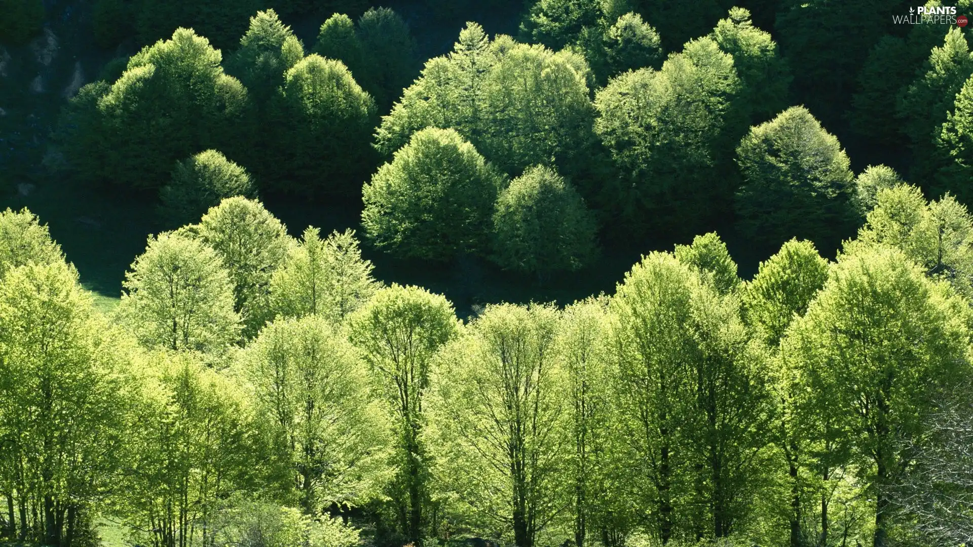 Crown, Spring, viewes, green ones, trees