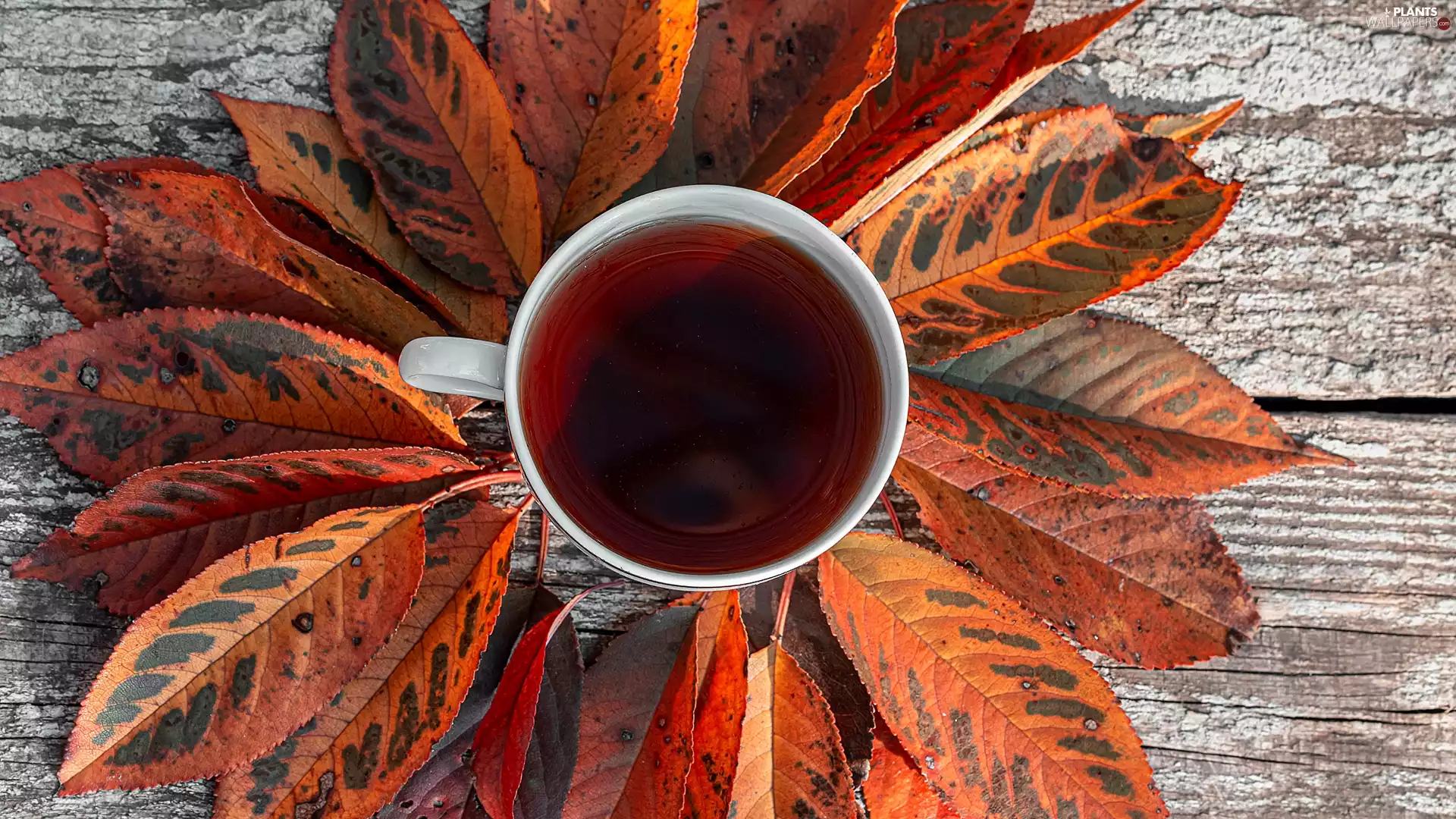 tea, Autumn, Leaf, Cup