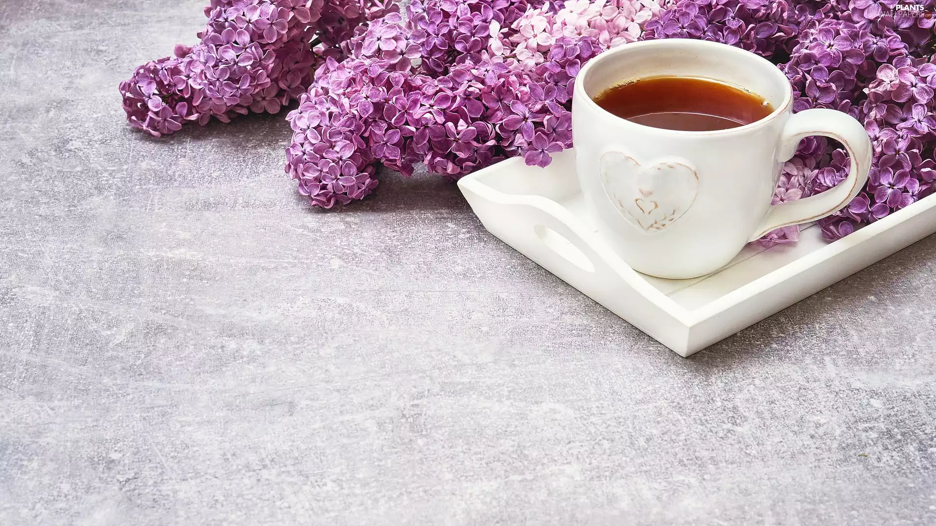 Cup, Syringa, Twigs, Grey, tea, Violet, without, background, Tray, White