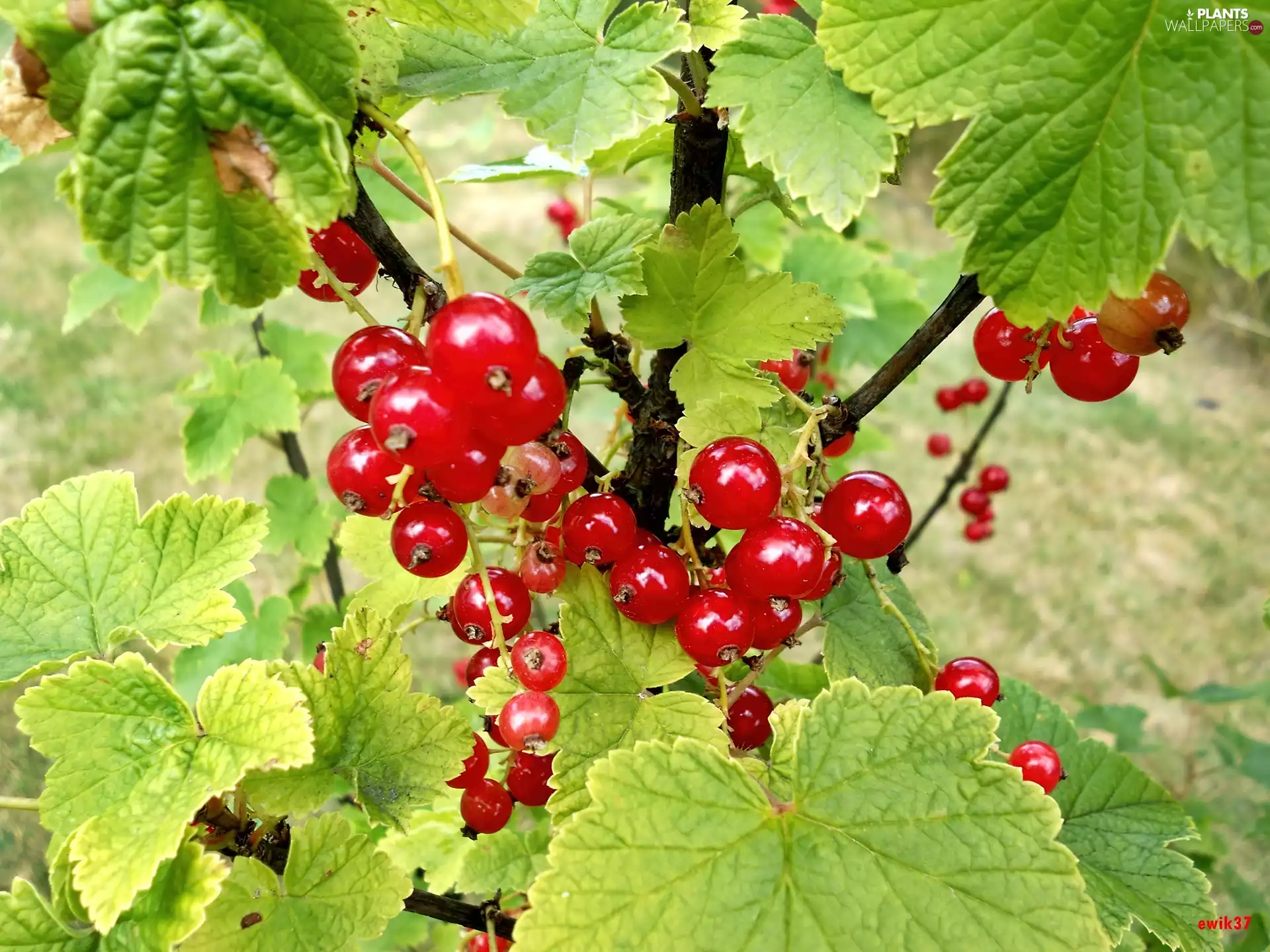 Bush, Red, Fruits, currants