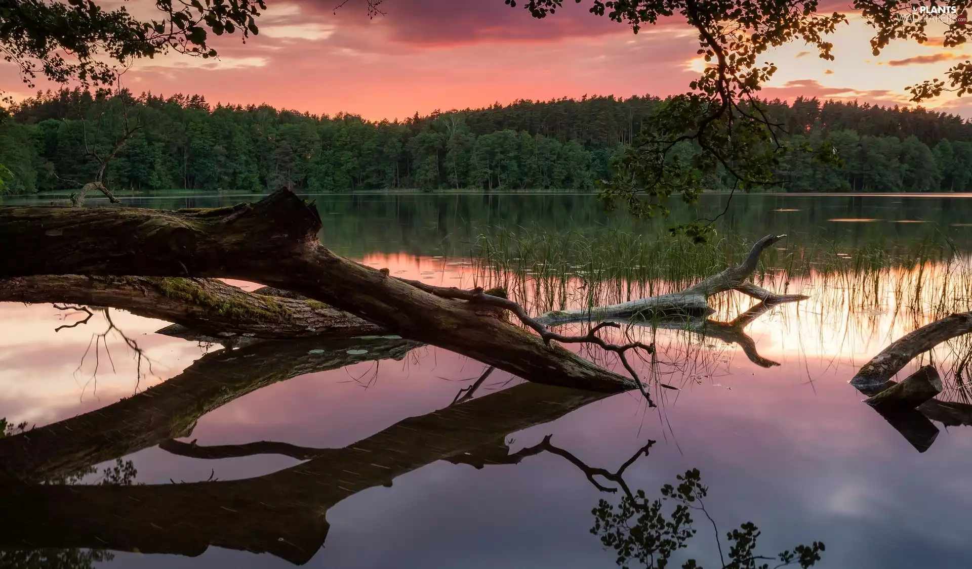 Czos Lake, fallen, forest, trees, reflection, Pojezierze Mragowskie, Poland, viewes
