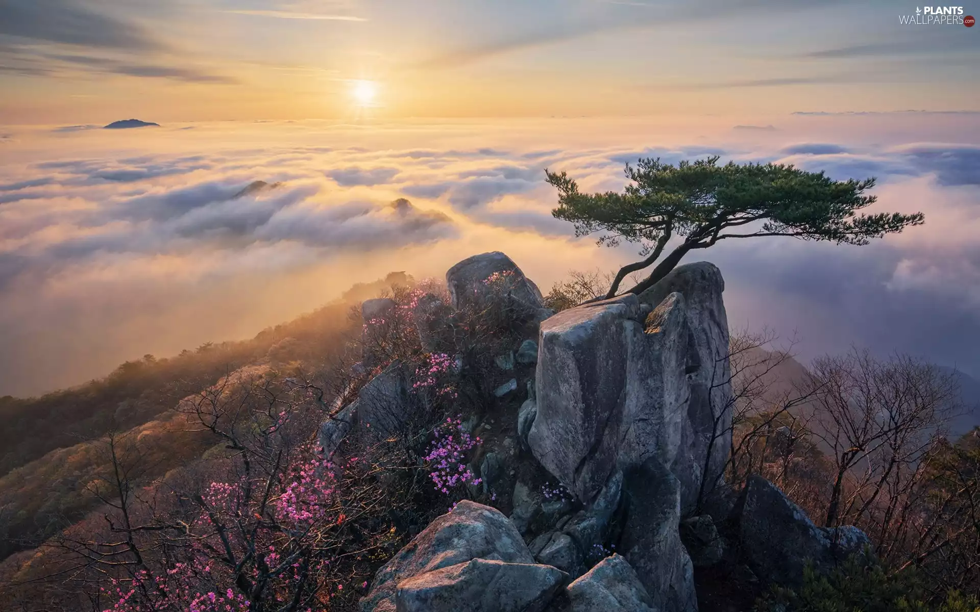 Fog, Sunrise, viewes, North Jeolla Province, pine, Daedunsan Provincial Park, trees, South Korea, Mountains, rocks