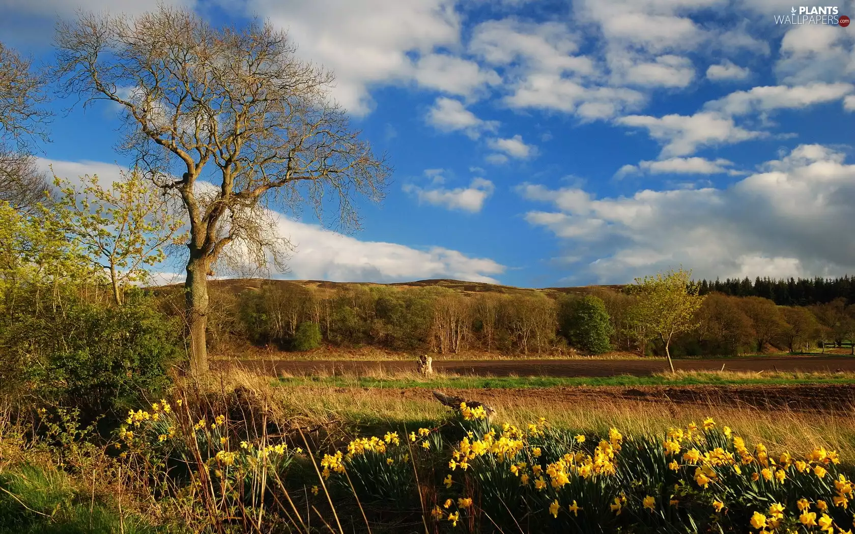 trees, Daffodils, country, field, Spring