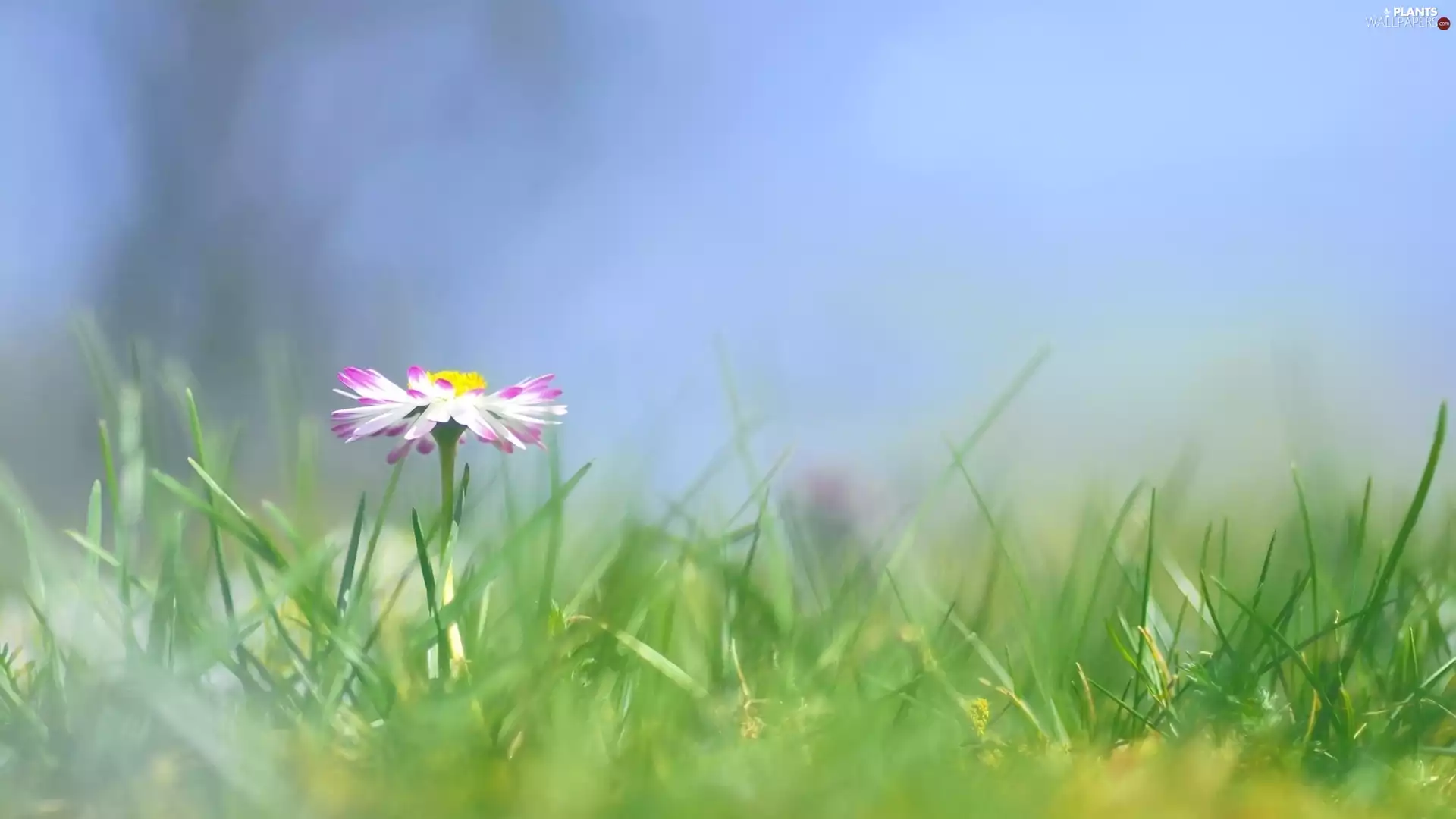 daisy, grass, blur, ##