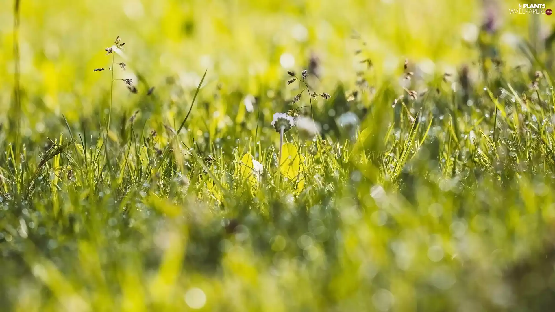 daisy, Flowers, grass