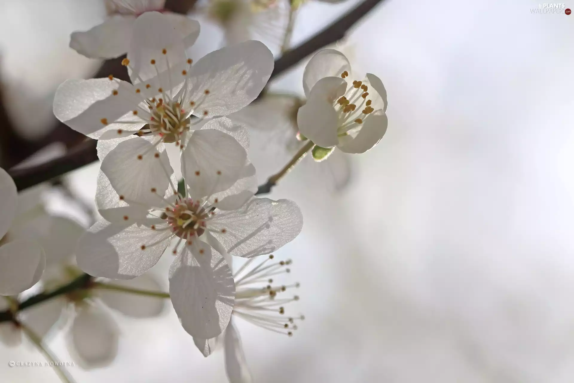 Shasta Daisy, trees, fruit, Flowers