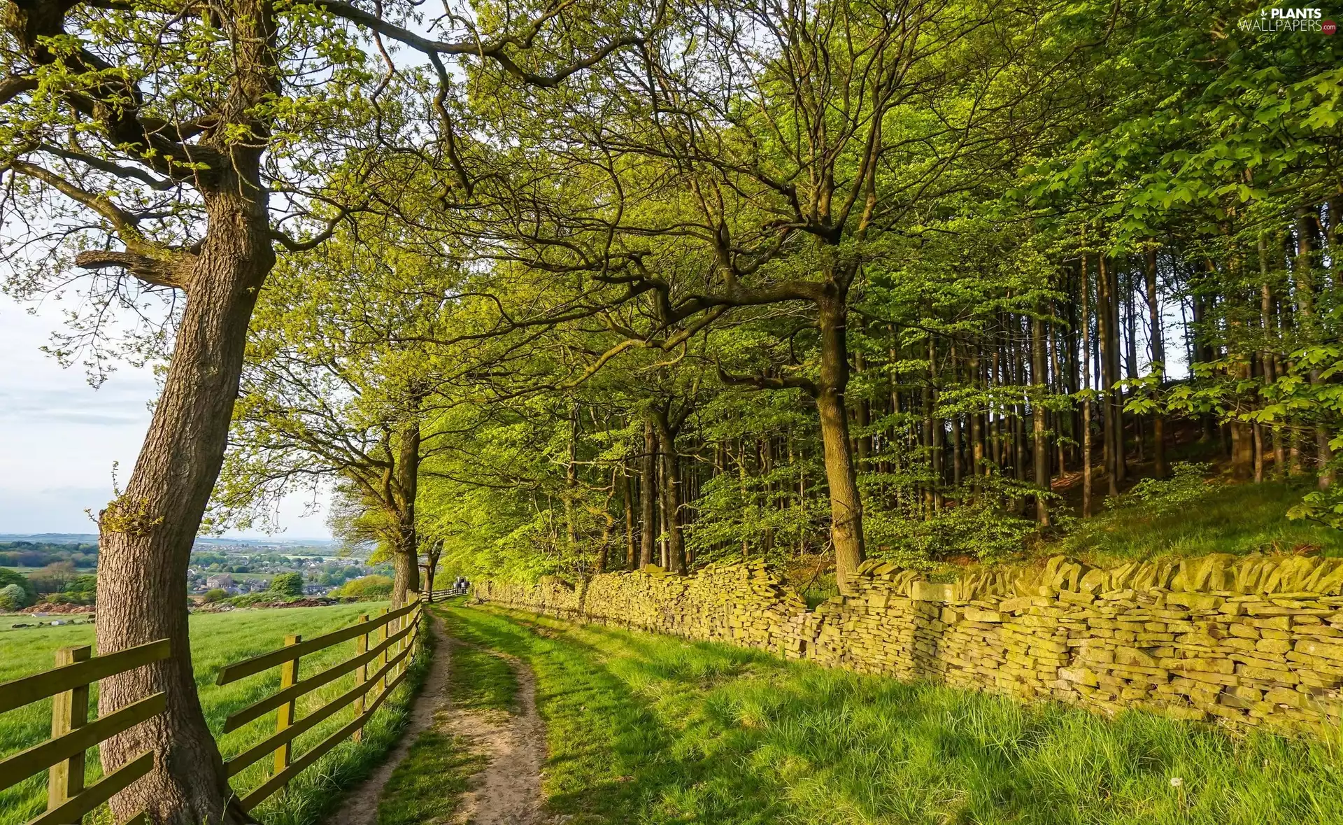 Stones, Way, viewes, West Yorkshire County, forest, Denby Dale Village, trees, England, Fance, wall