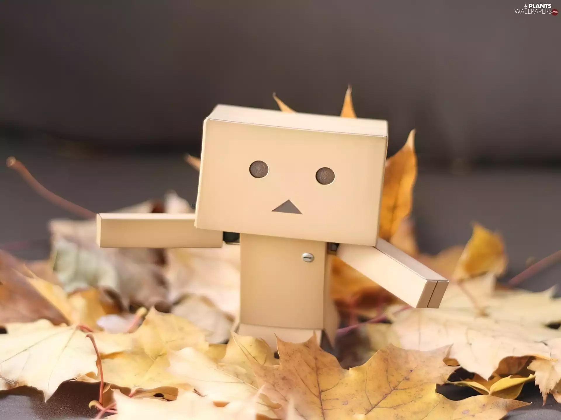 Danbo, Leaf