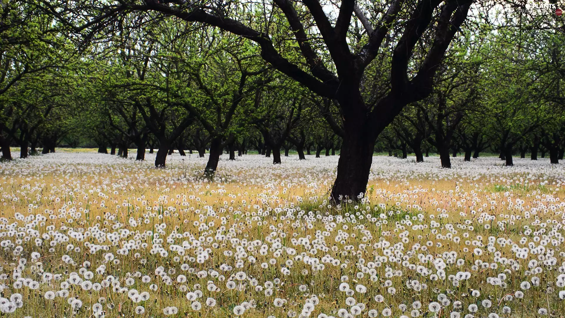 orchard, dandelions, trees, viewes, Meadow