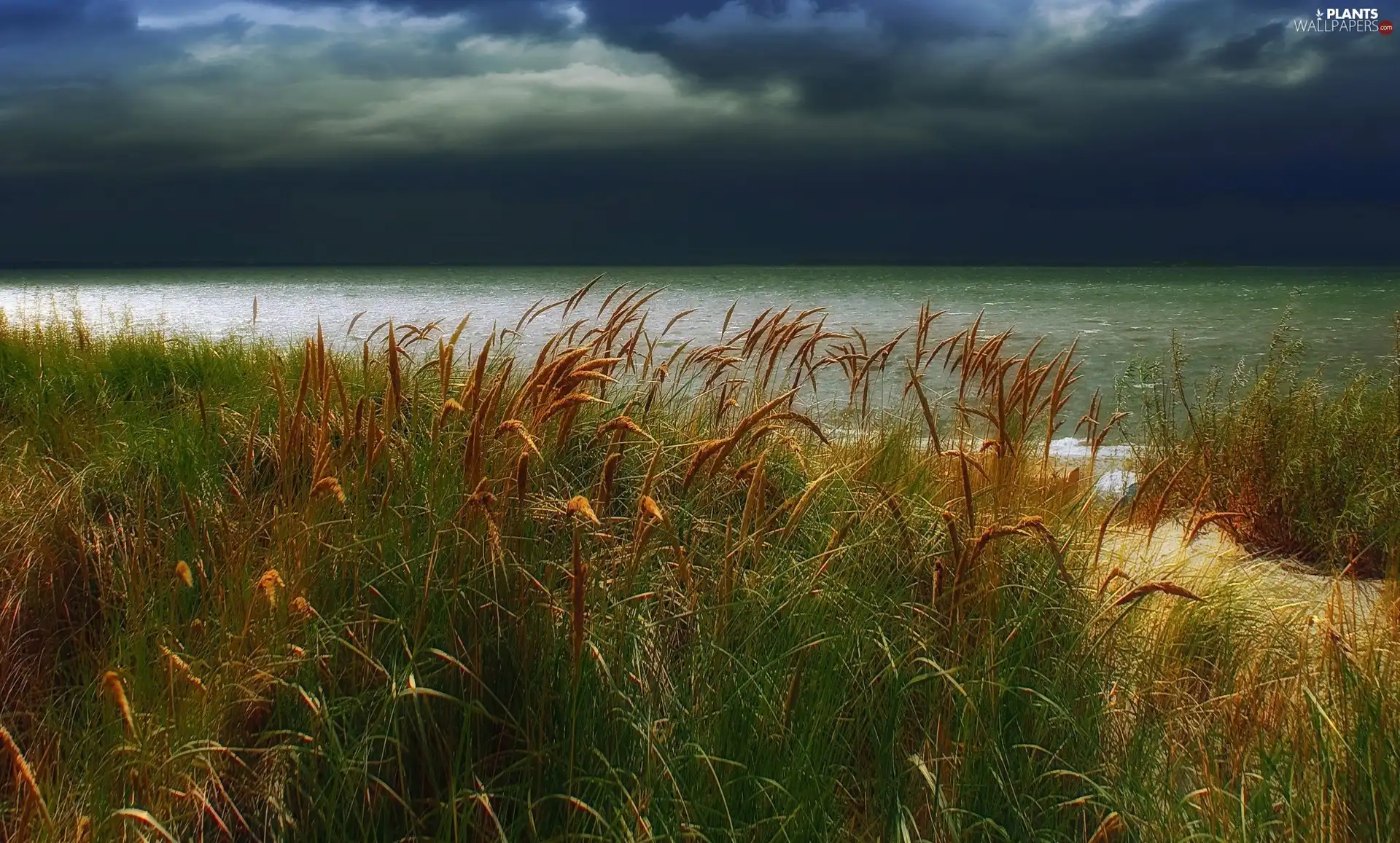 dark, clouds, high, grass, Coast