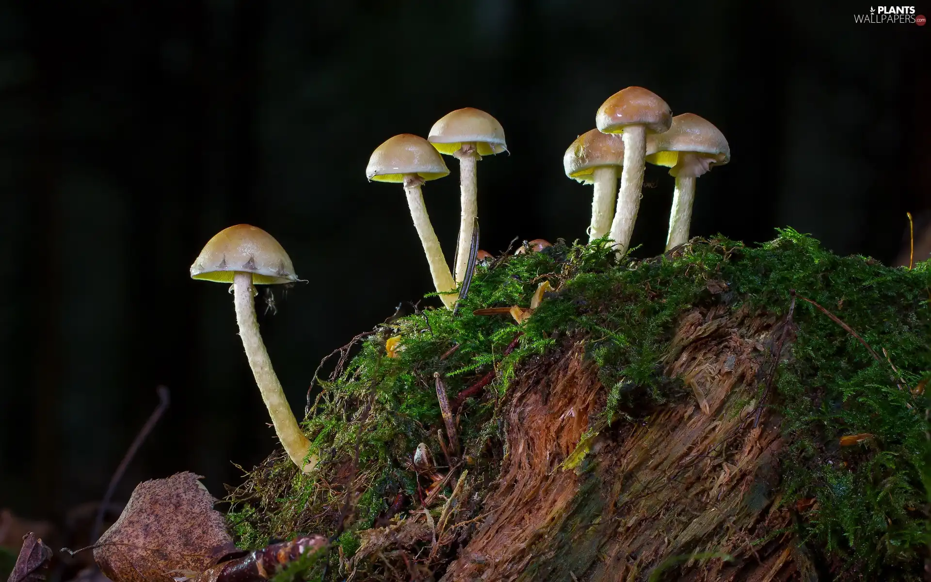 mushrooms, Leaf, Dark Background, Moss