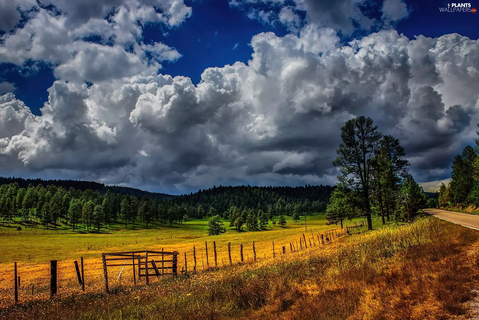 clouds, Sky, trees, dark, field, Way, viewes