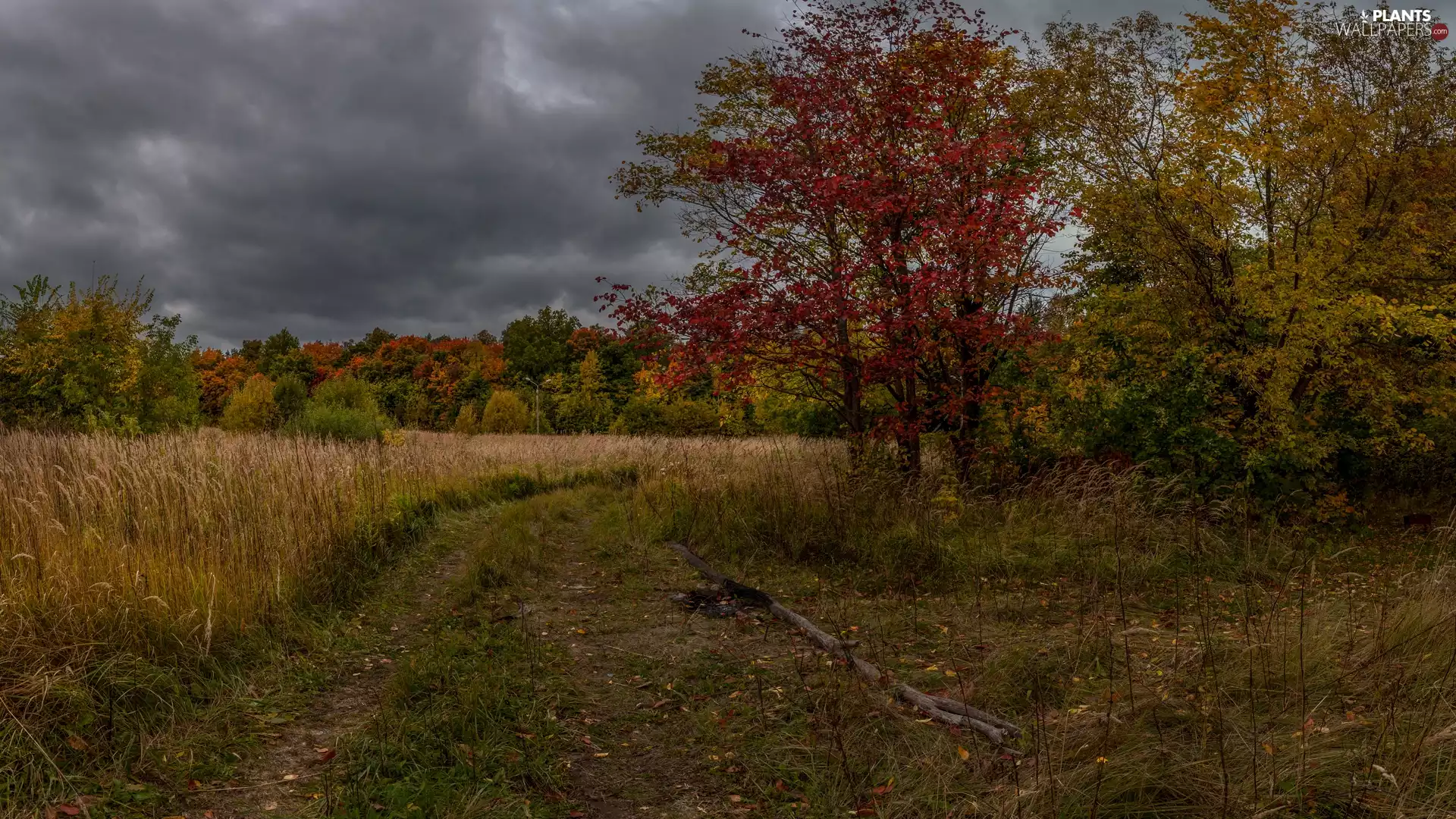 dark, autumn, clouds, color, Way, Plants, viewes, Field, trees