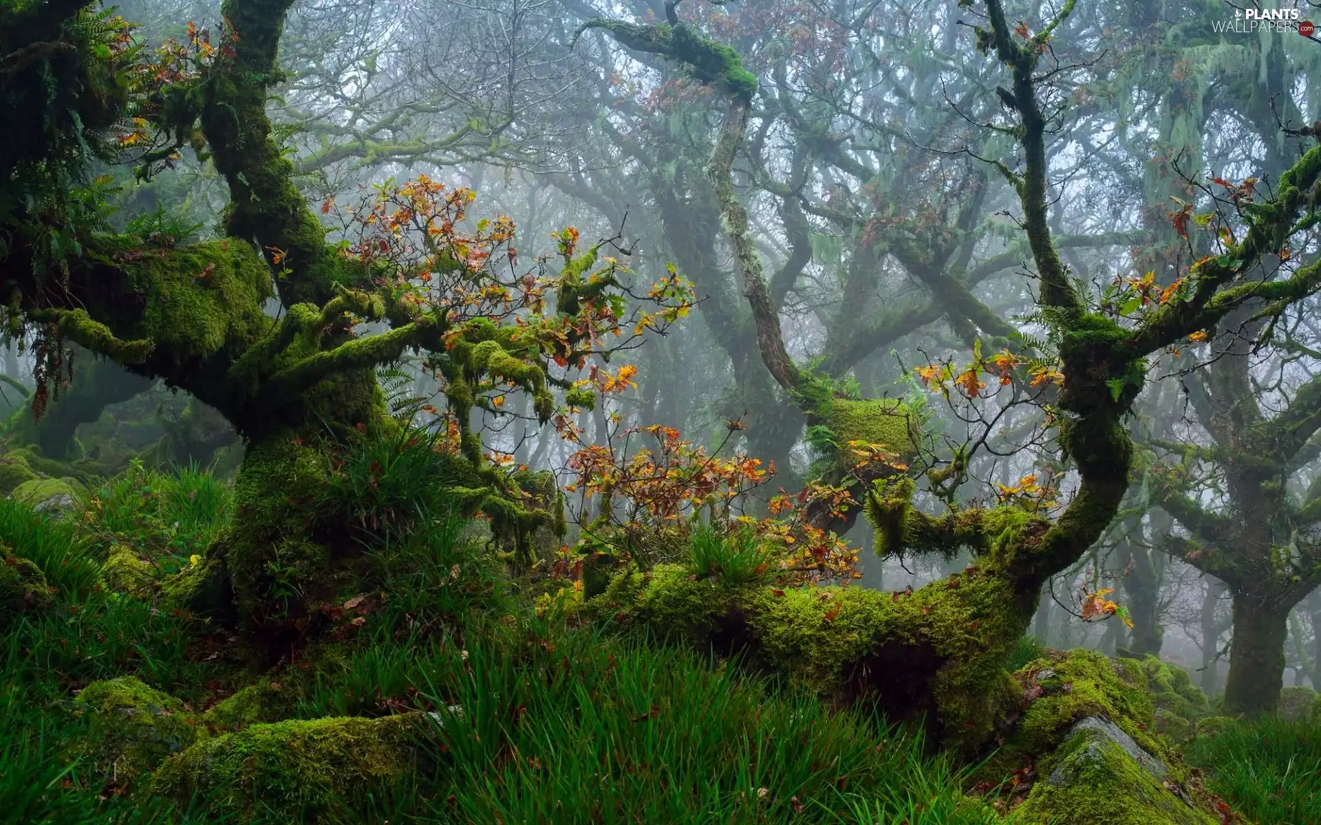 Dartmoor National Park, forest, autumn, trees, Moss, Devon, England, viewes