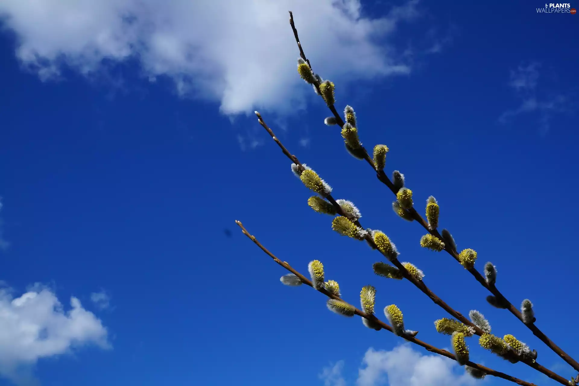 Twigs, database, clouds, Willow, Sky