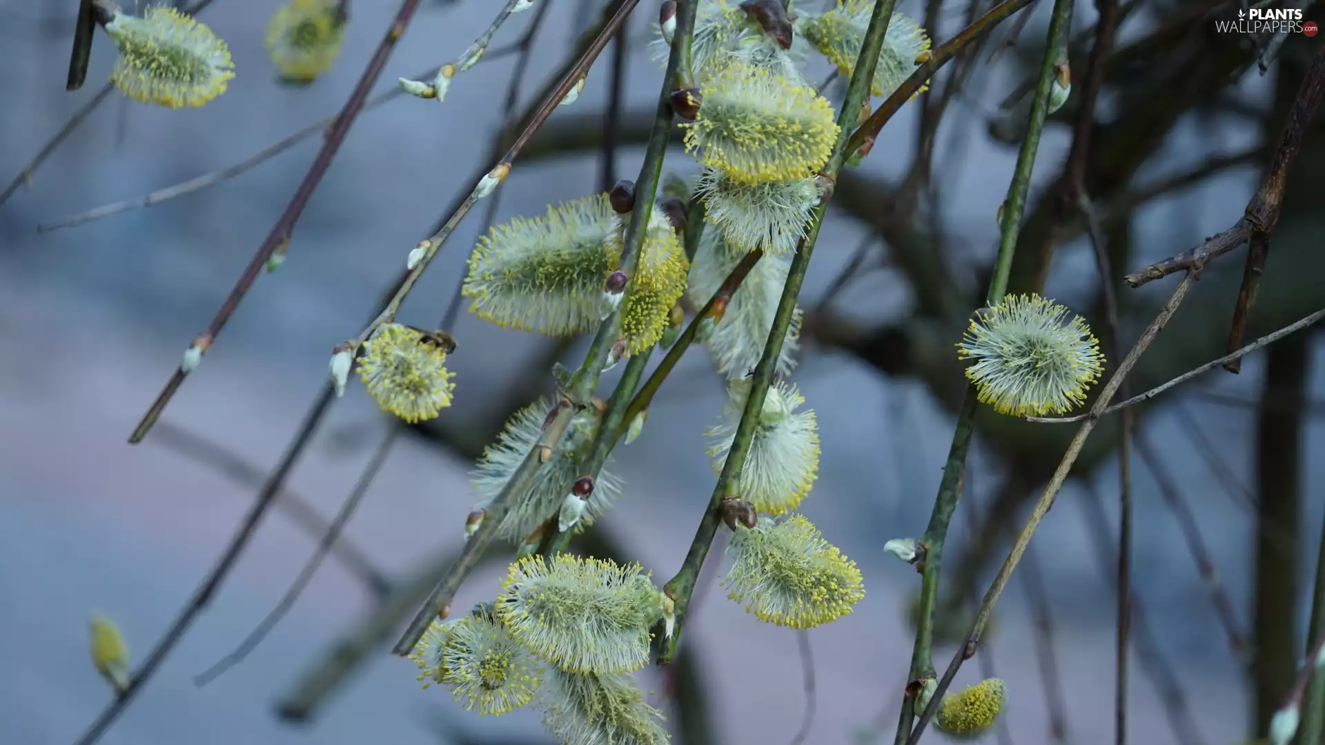 Spring, Twigs, Willow, database