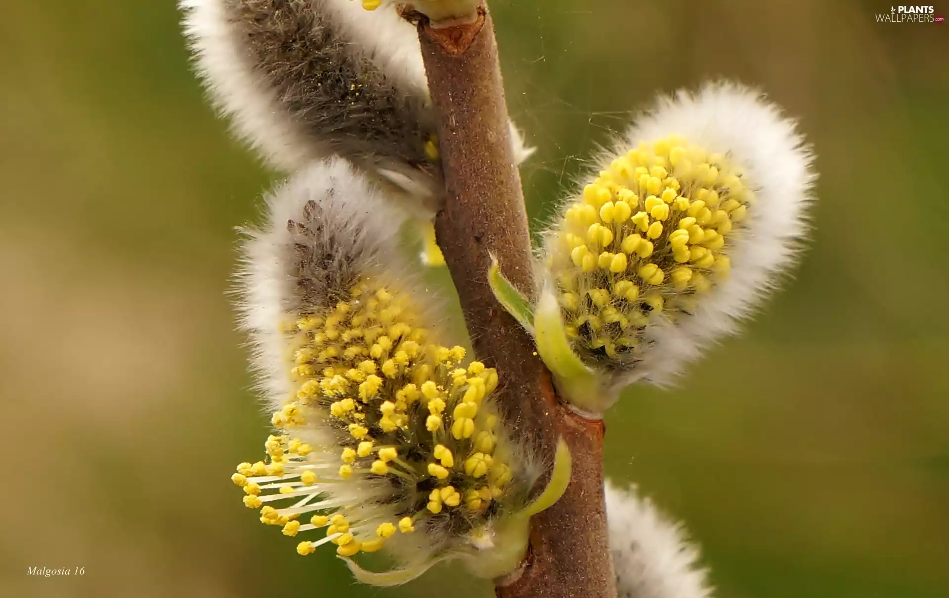 Willow, twig, Close, database