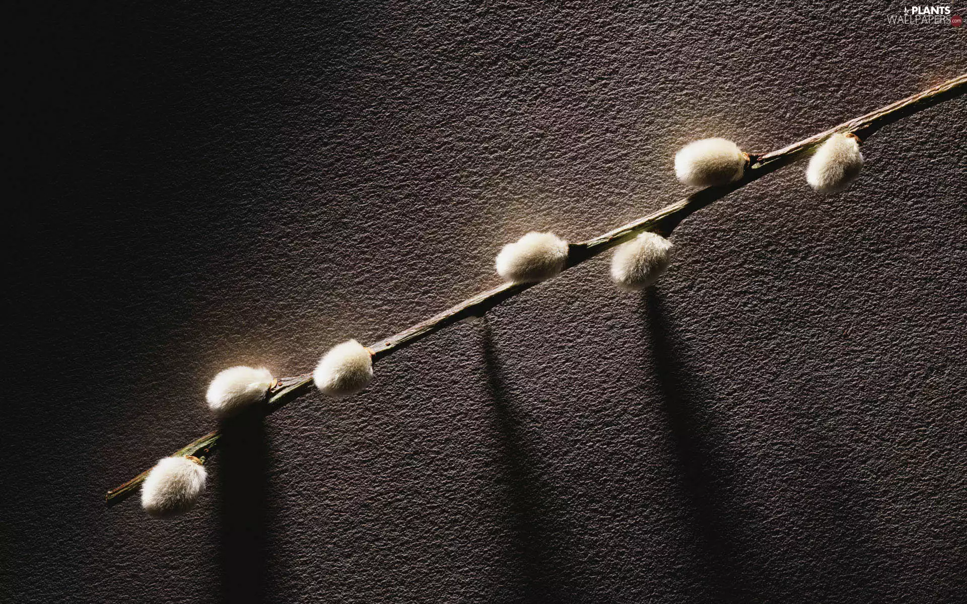 database, twig, Willow