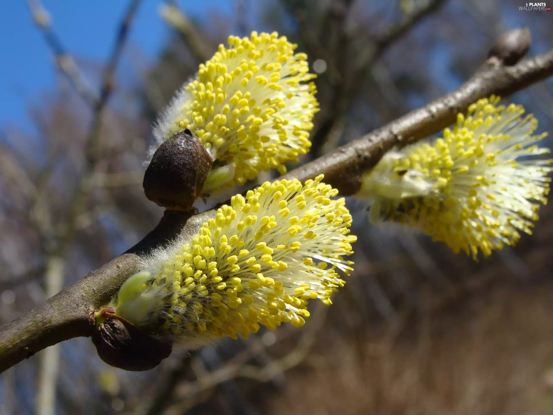 database, twig, Willow