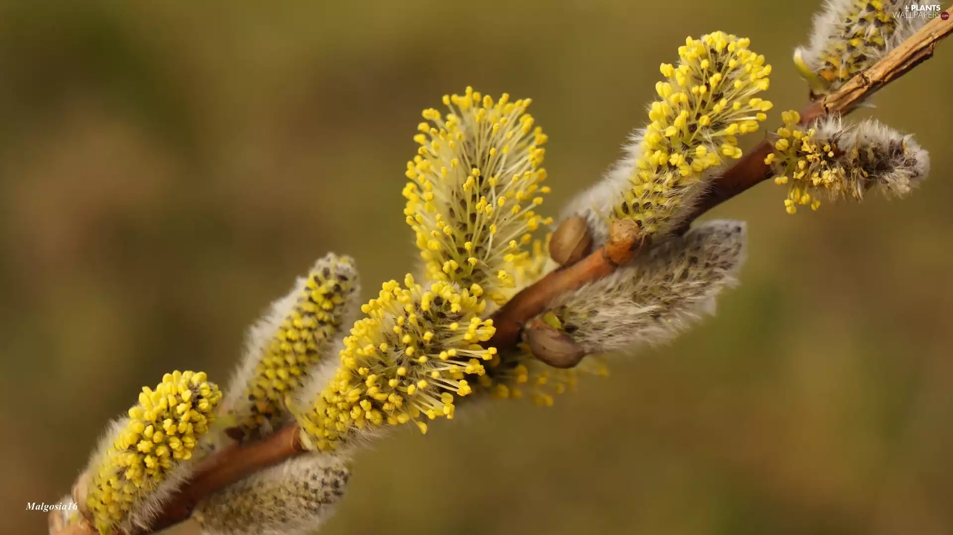Willow, Close, twig, database