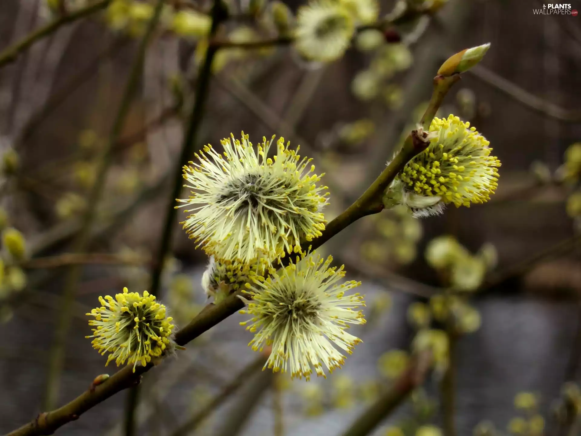 database, Twigs, willow
