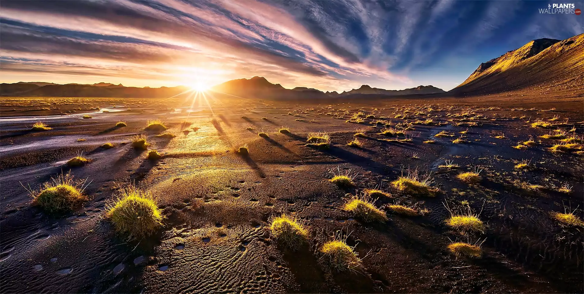 Desert, Clumps, grass, dawn