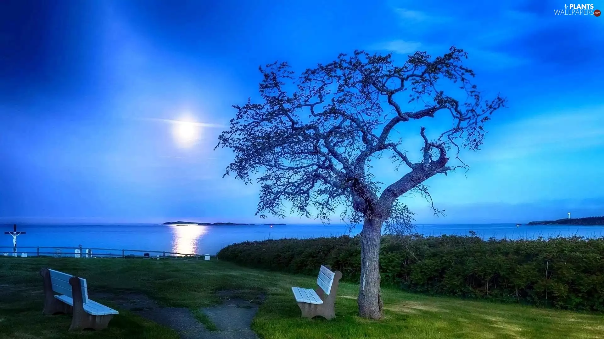 bench, dawn, Park, trees, lake