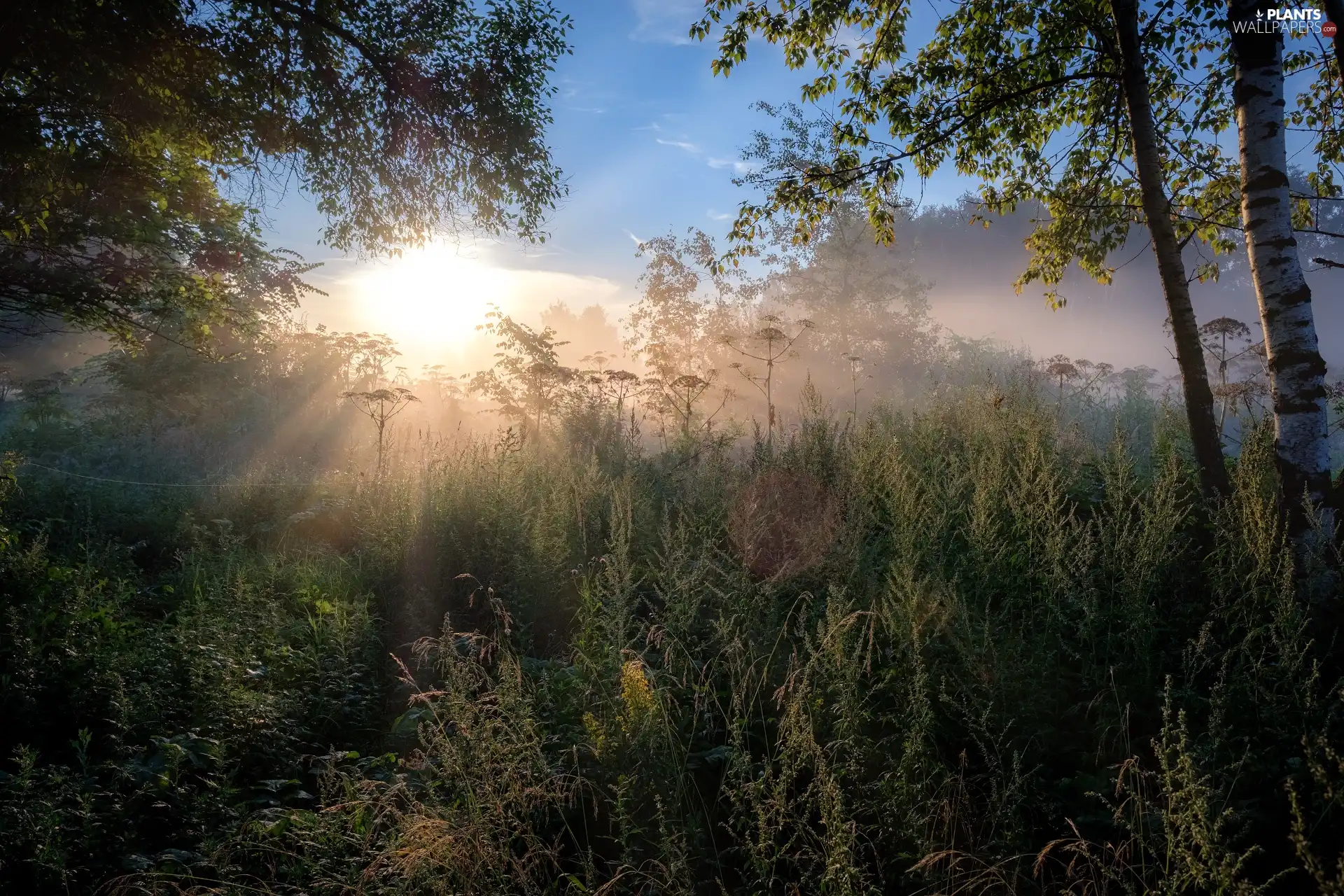 trees, Meadow, Sunrise, dawn, viewes, Plants