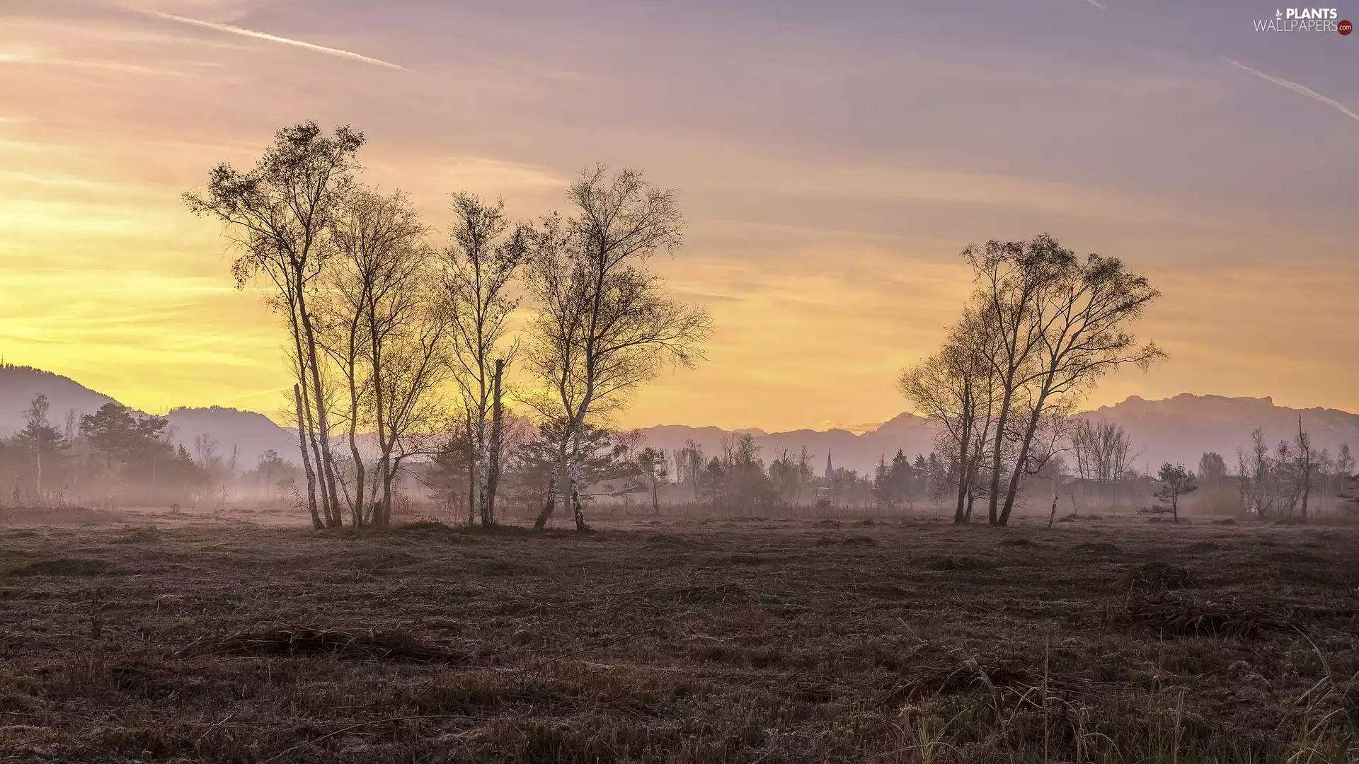 birch, Field, Sunrise, morning, Fog, viewes, trees, dawn