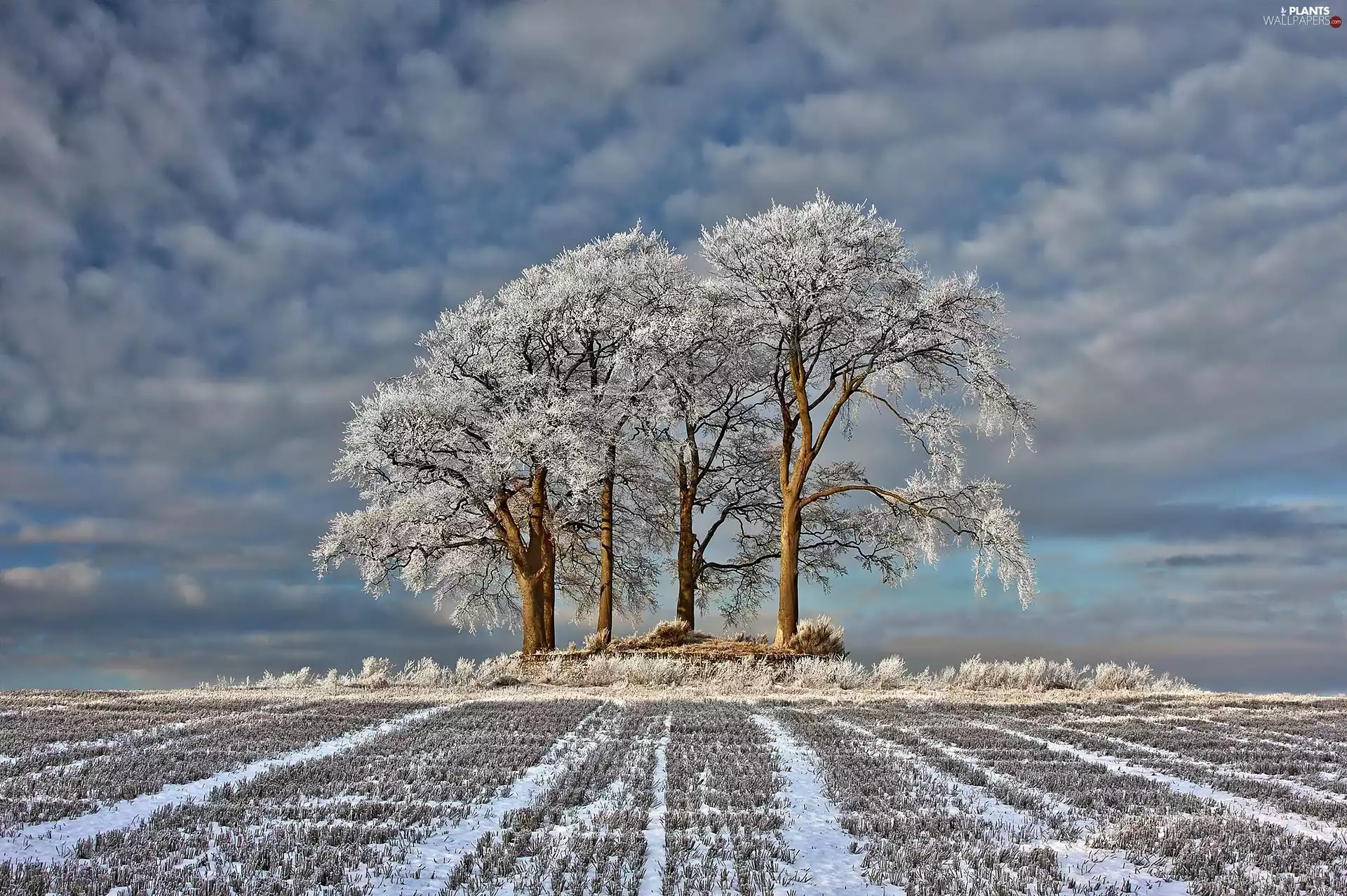 viewes, Field, winter, dawn, clouds, trees