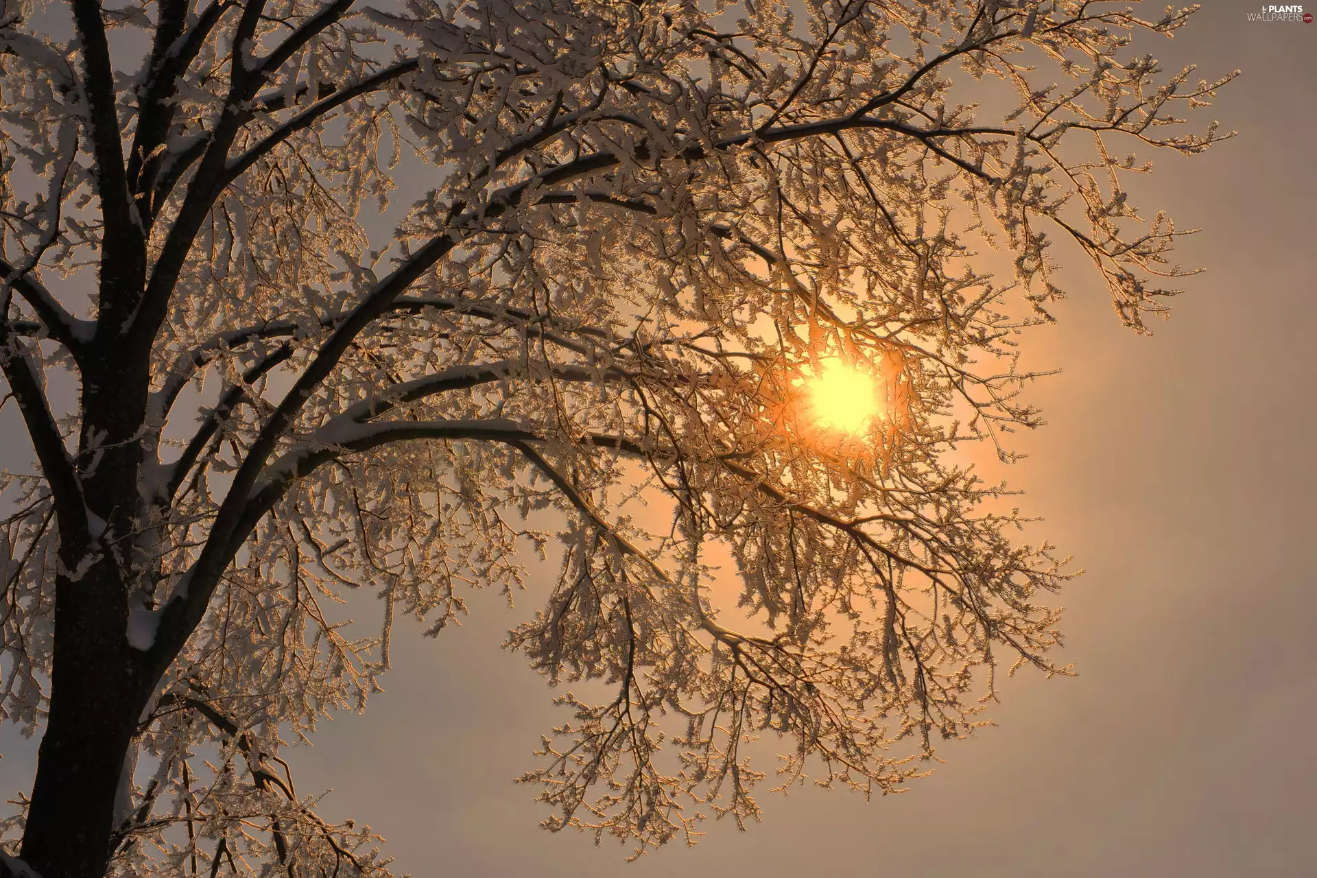 winter, trees, snow, dawn