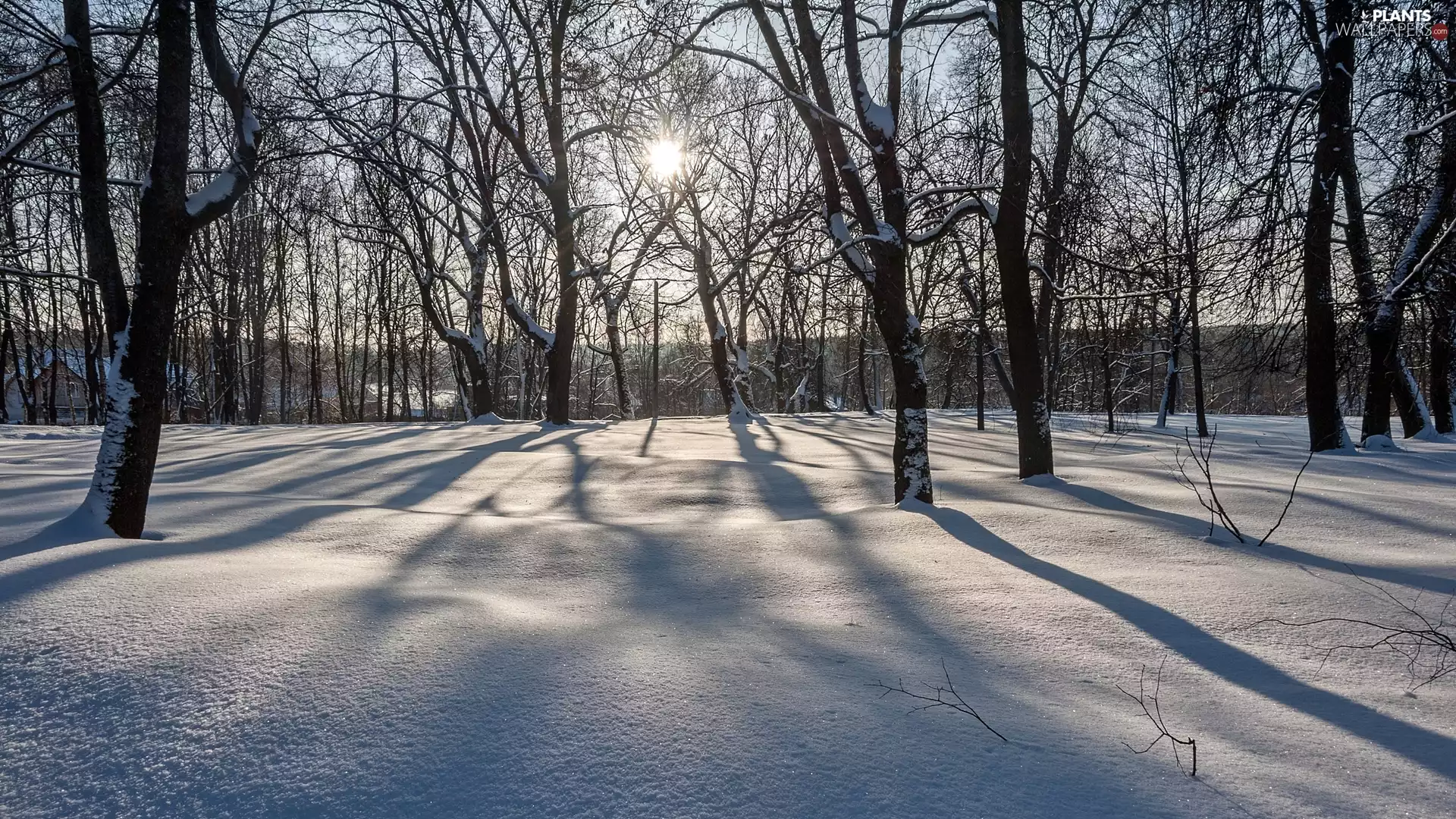 trees, winter, sunny, day, viewes, forest