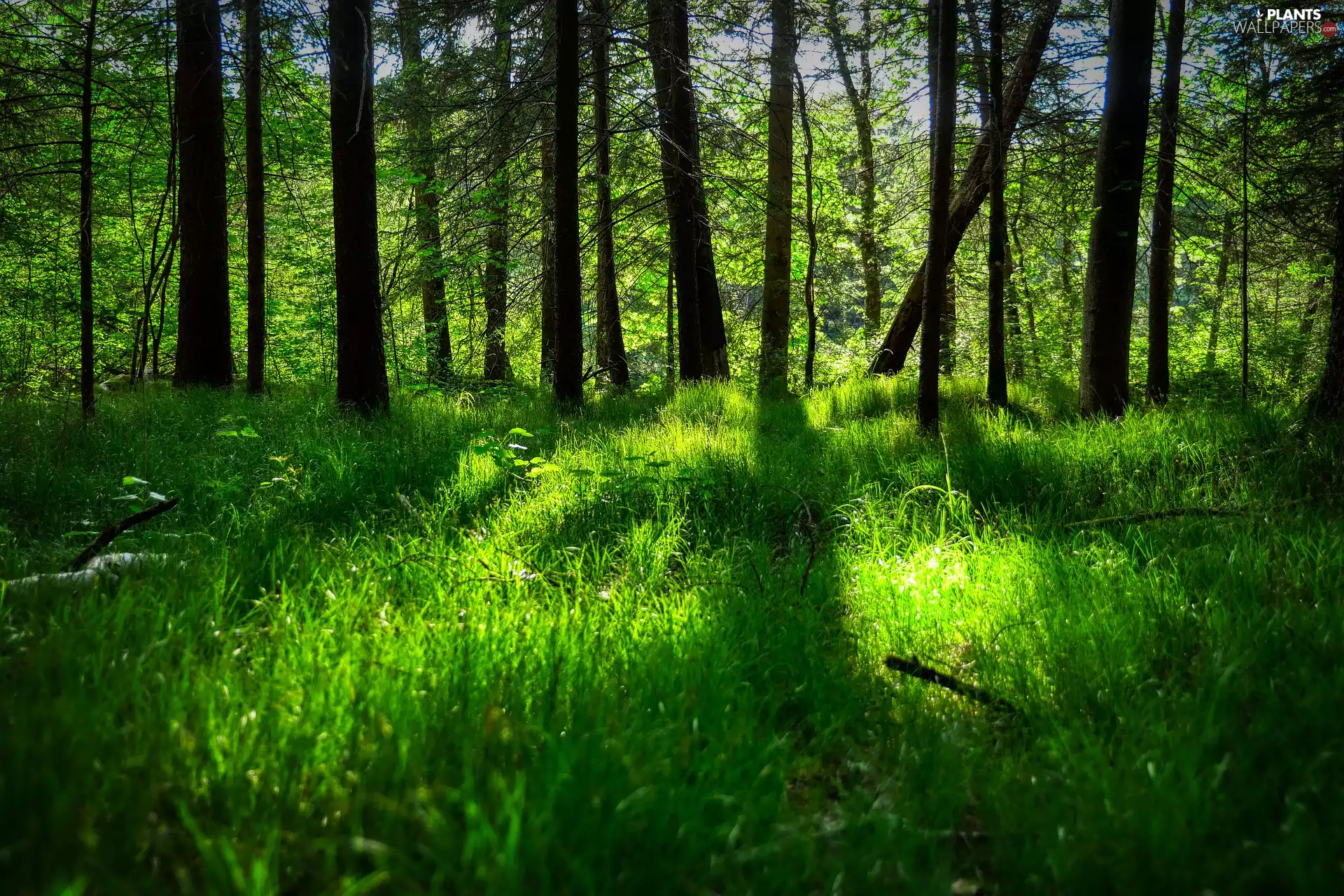 trees, forest, sunny, day, viewes, grass