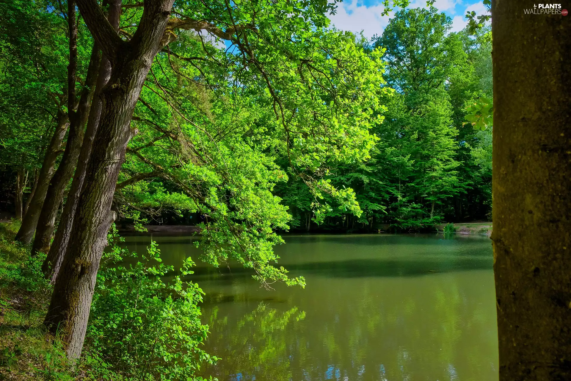 trees, green ones, sunny, inclined, lake, viewes, day
