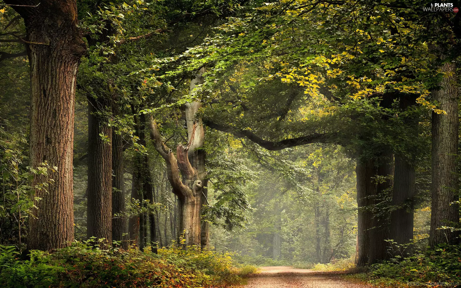 viewes, green ones, sunny, trees, forest, Way, day