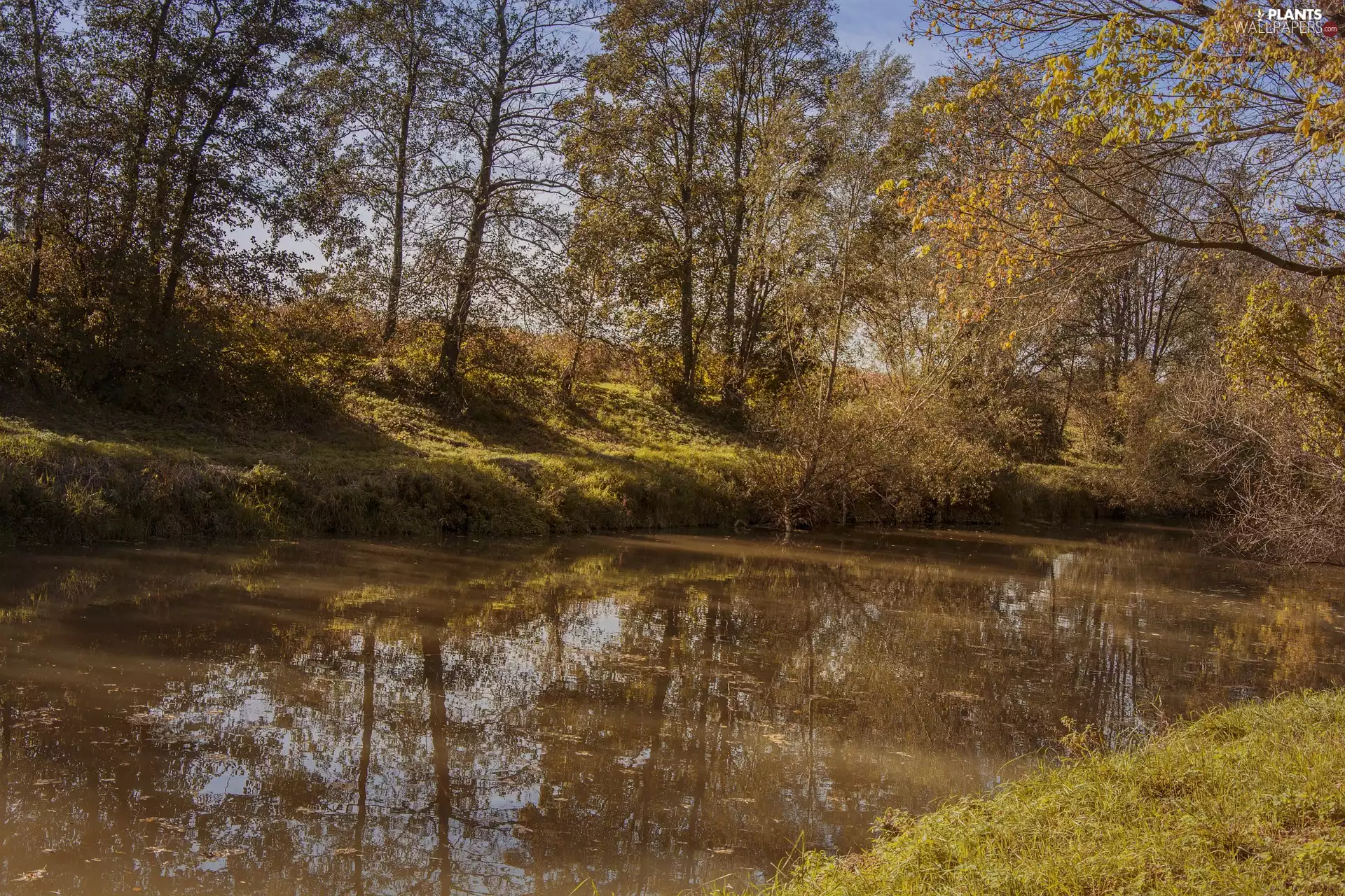 trees, autumn, sunny, day, viewes, River