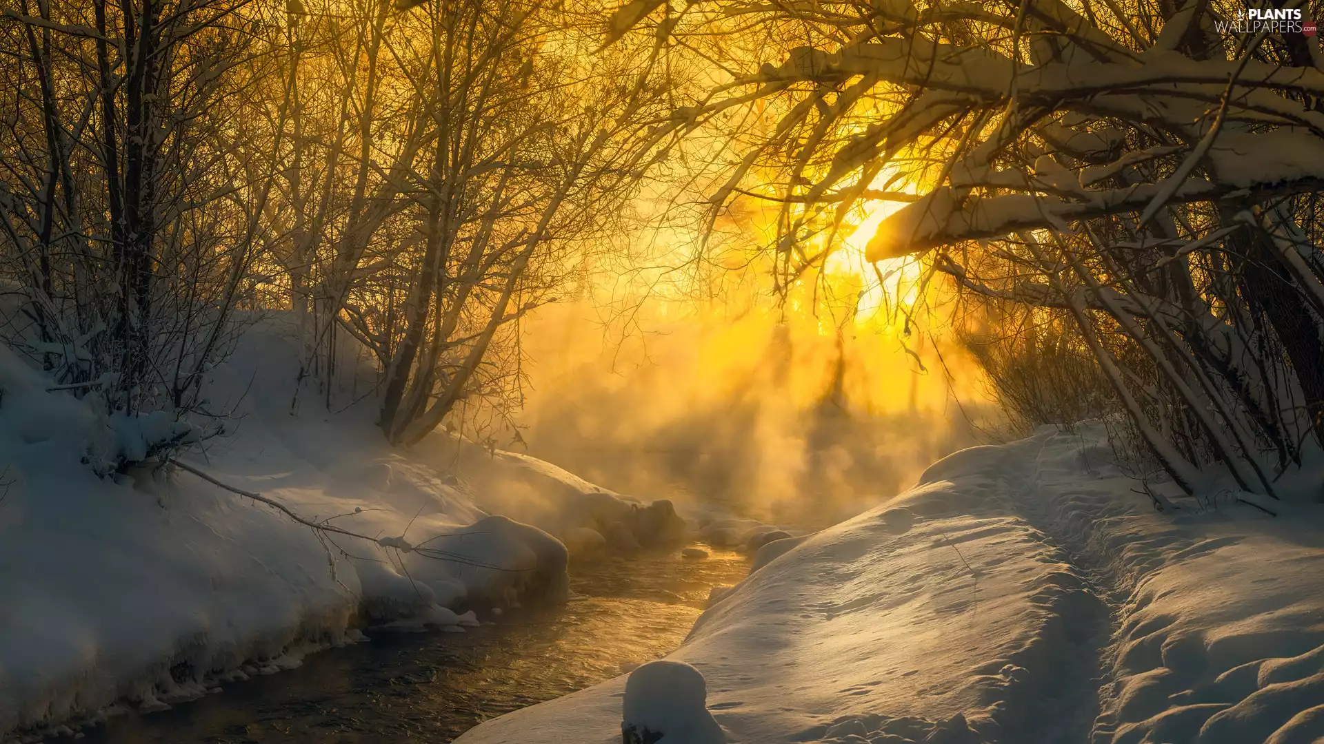 trees, winter, sunny, day, viewes, River