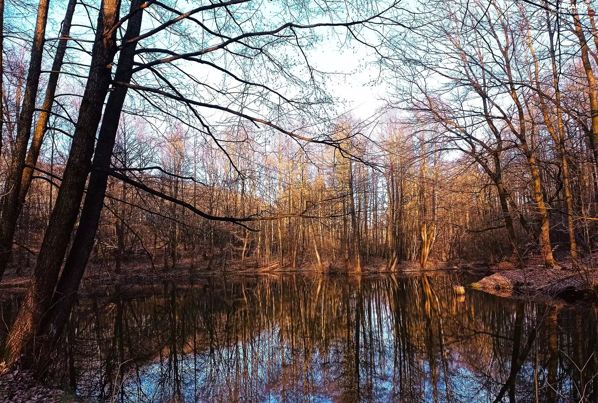 viewes, forest, sunny, trees, autumn, Pond - car, day