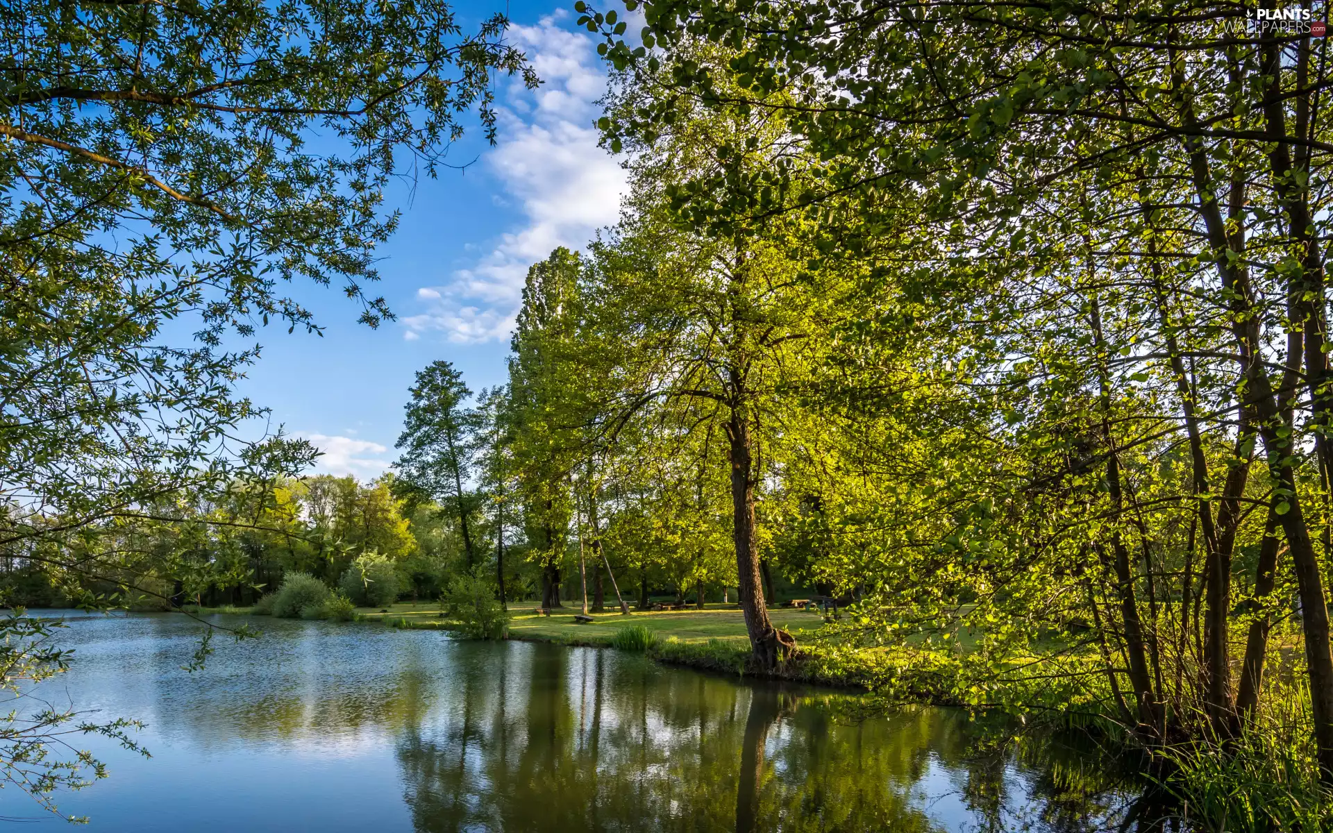trees, lake, sunny, day, viewes, green ones