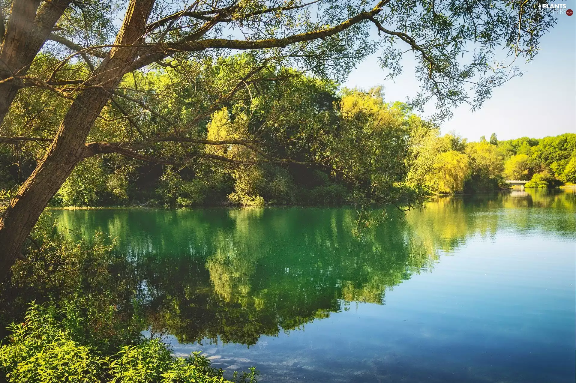 sunny, day, trees, viewes, lake