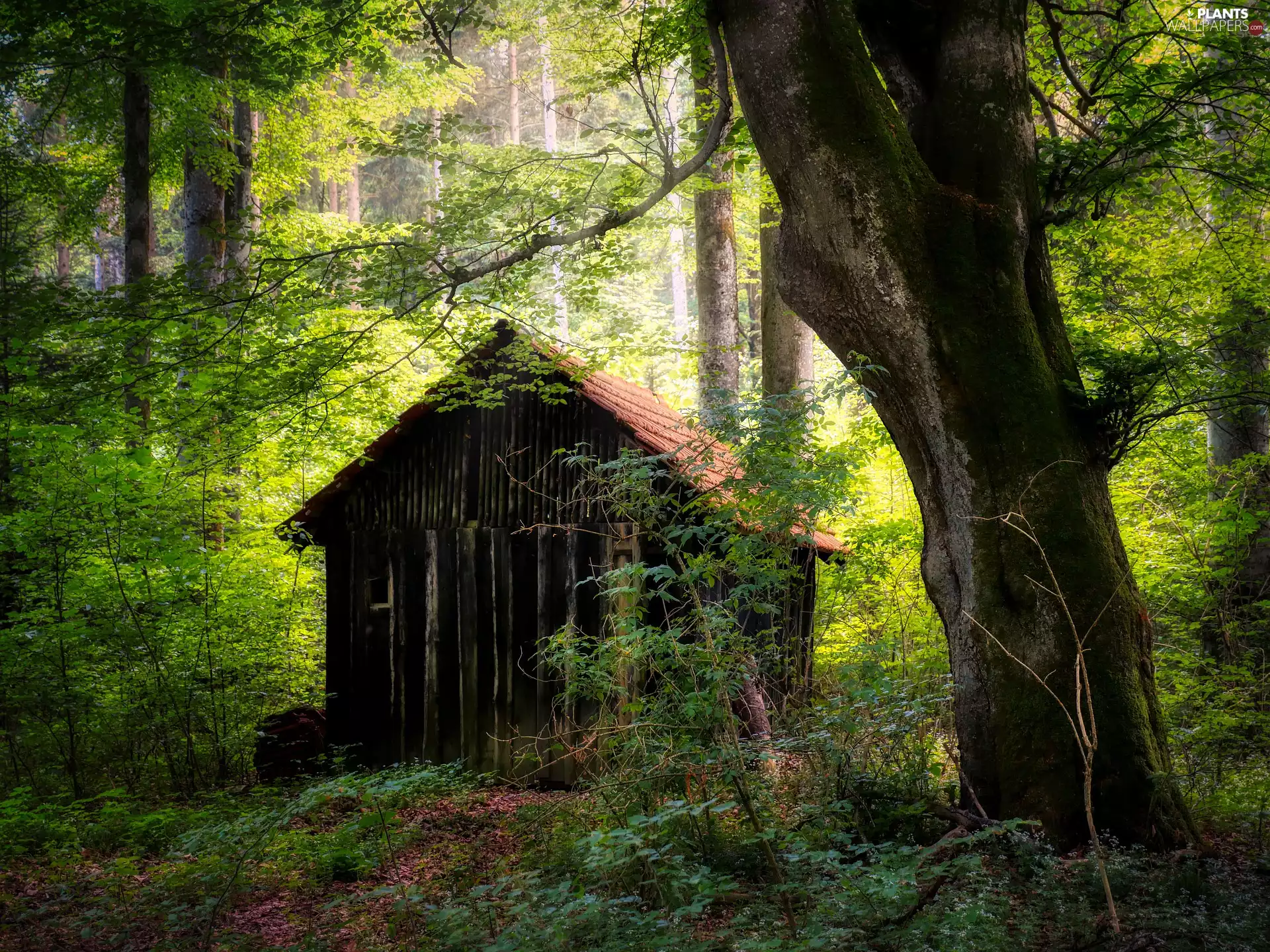 viewes, cote, sunny, day, forest, trees