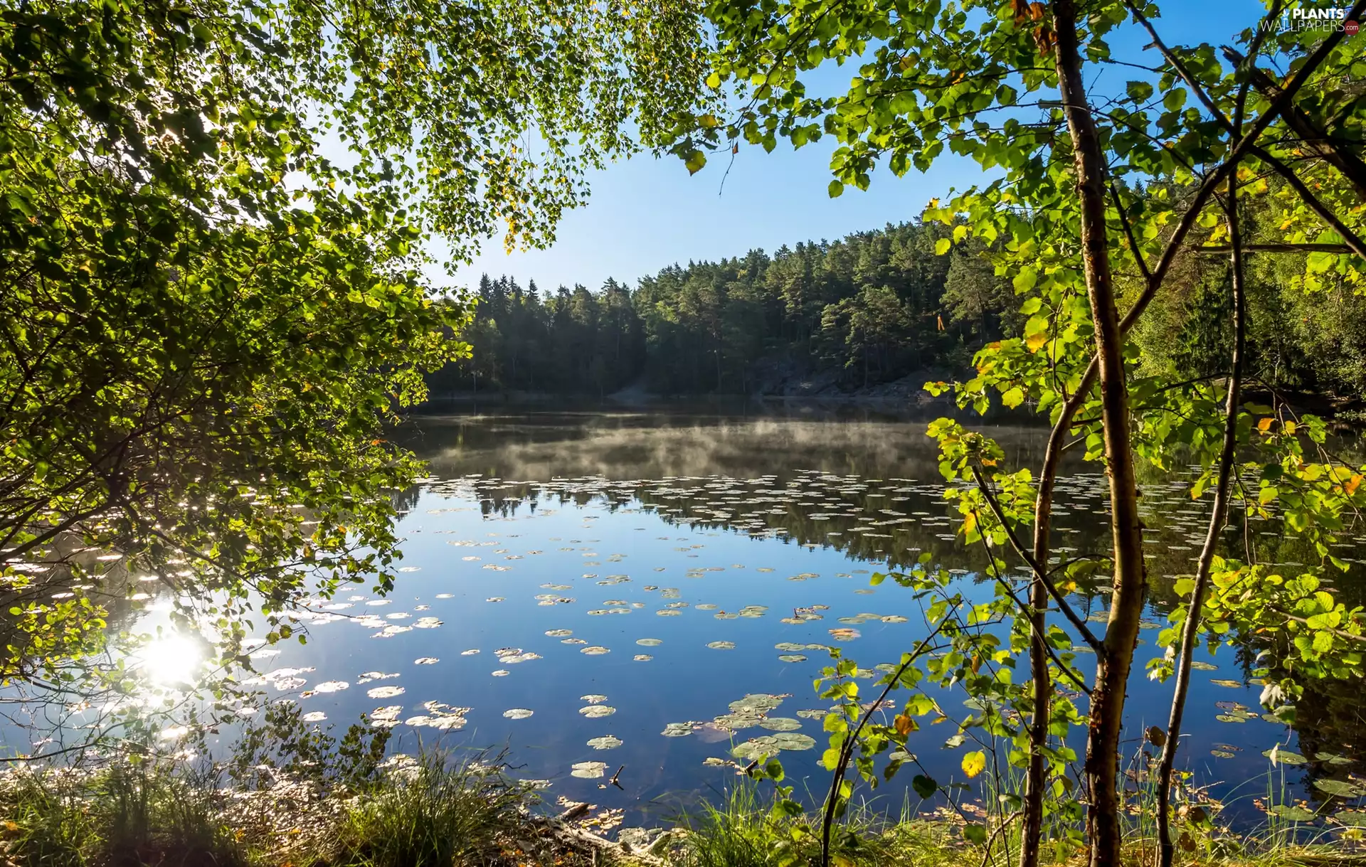viewes, lake, sunny, day, forest, trees