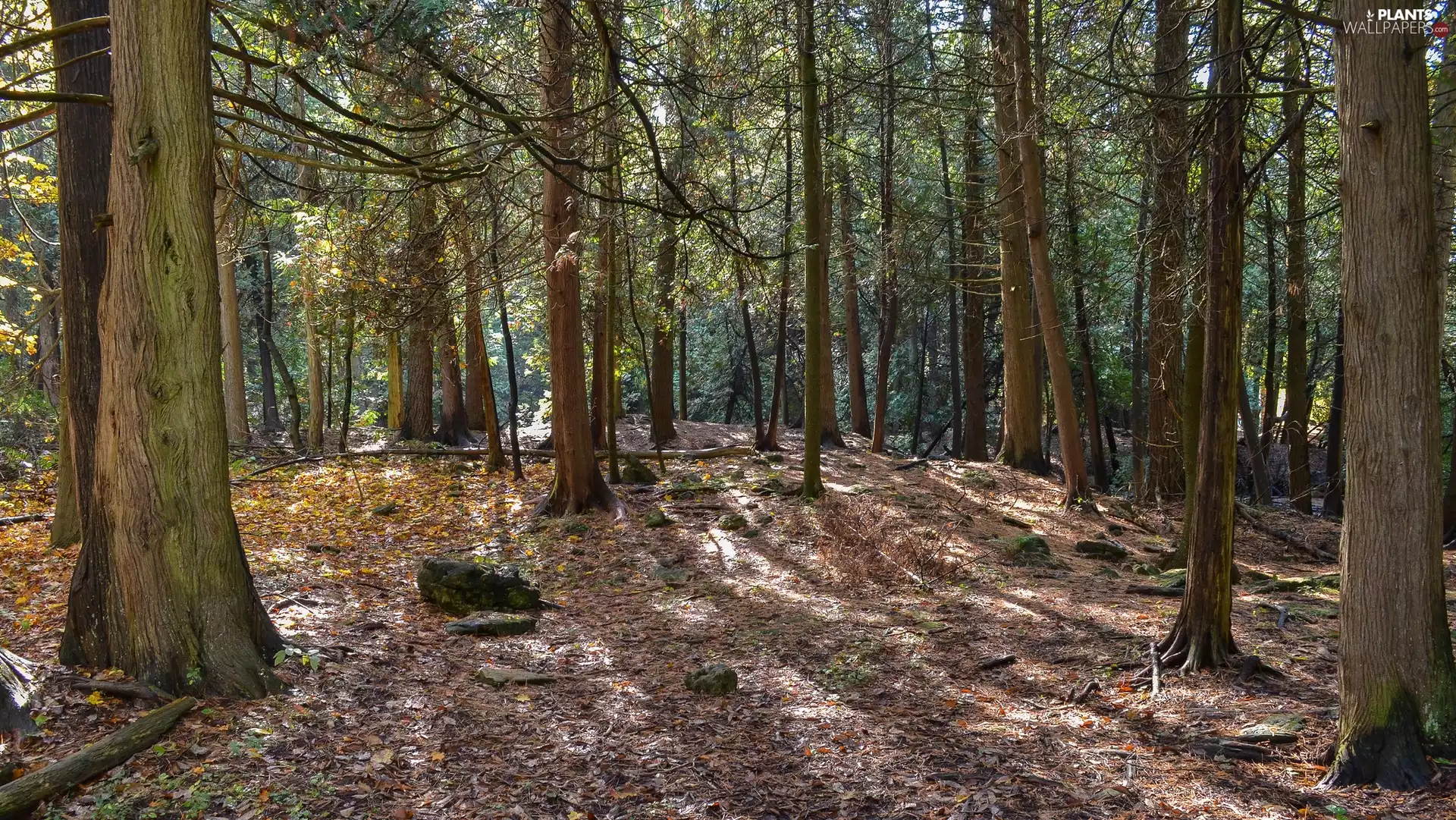viewes, forest, sunny, day, litter, trees