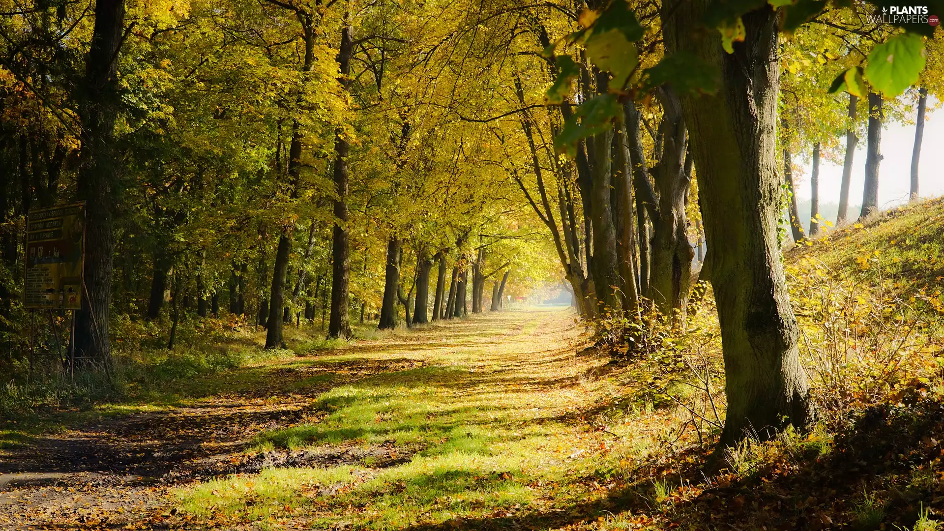 viewes, autumn, sunny, day, Way, trees