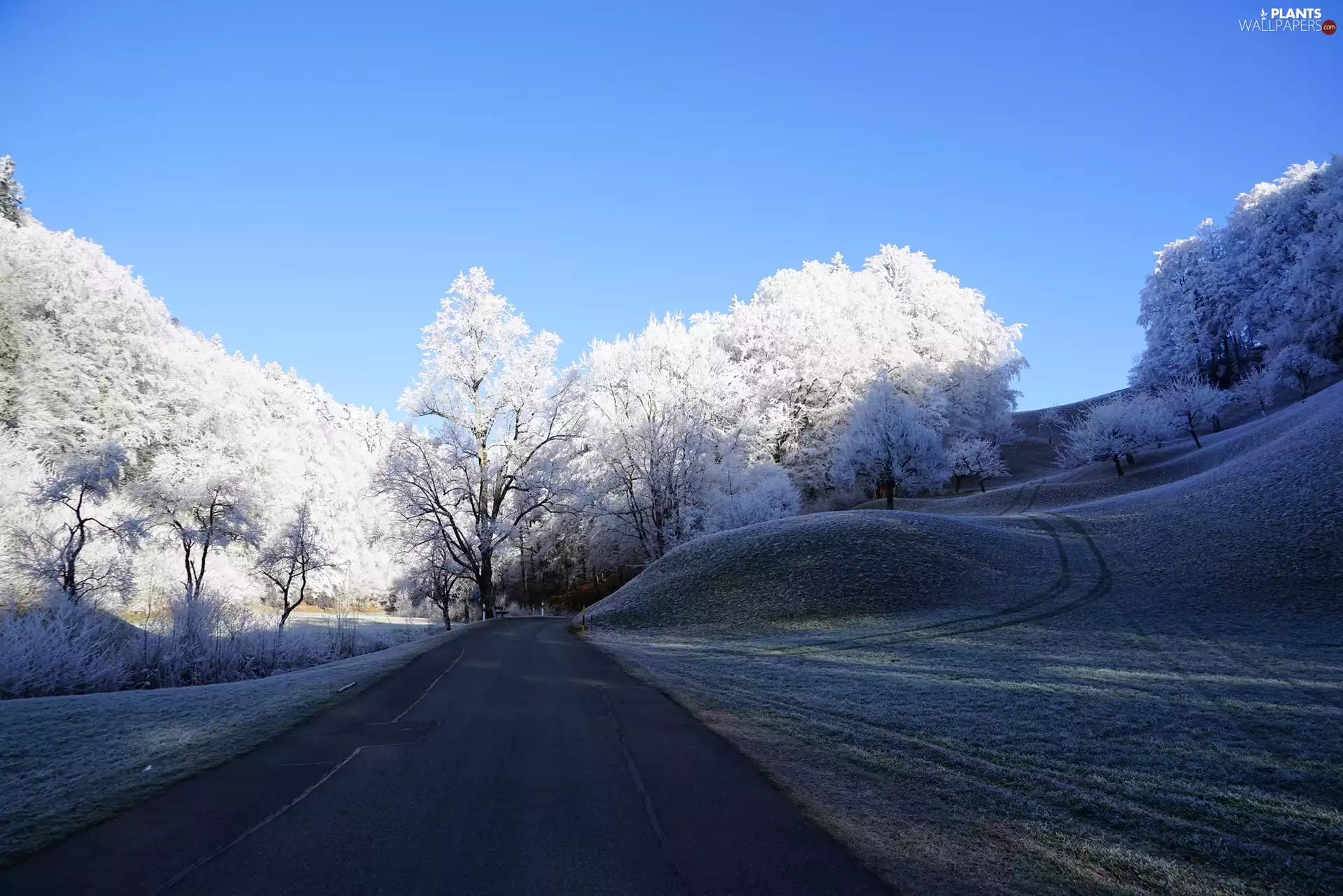 trees, winter, sunny, day, viewes, Way